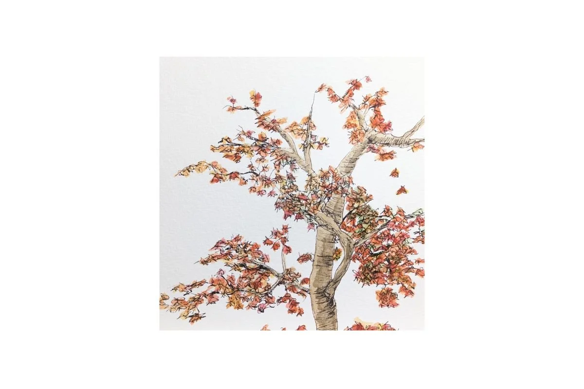 postcard #12 japanese maple