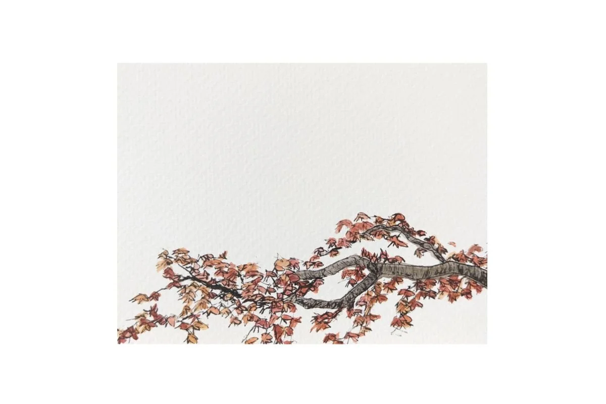 postcard #13 japanese maple