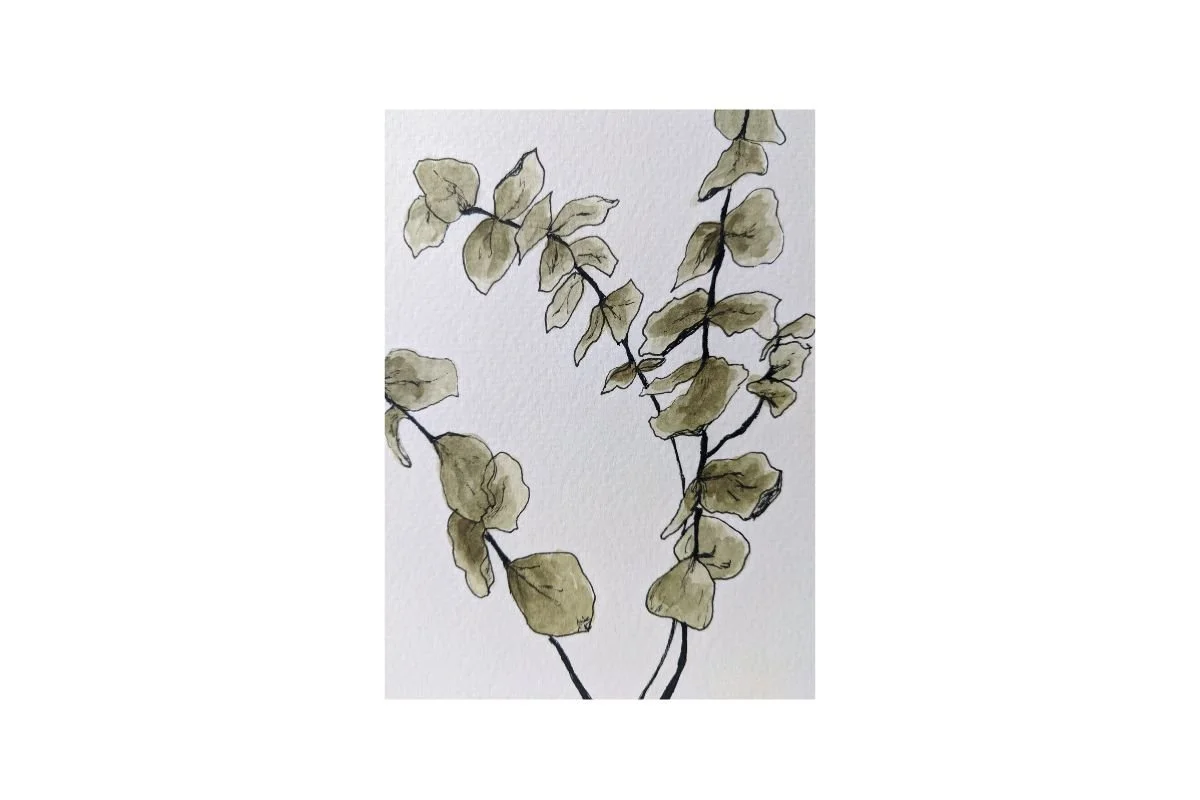 postcard #4 eucalyptus