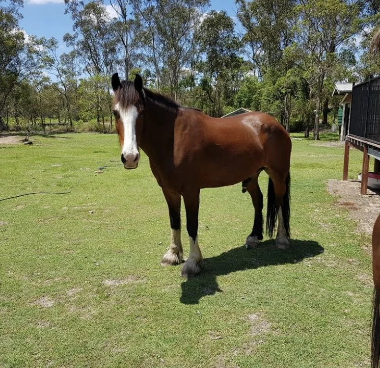 Lenny - Clydesdale Cross Percheron