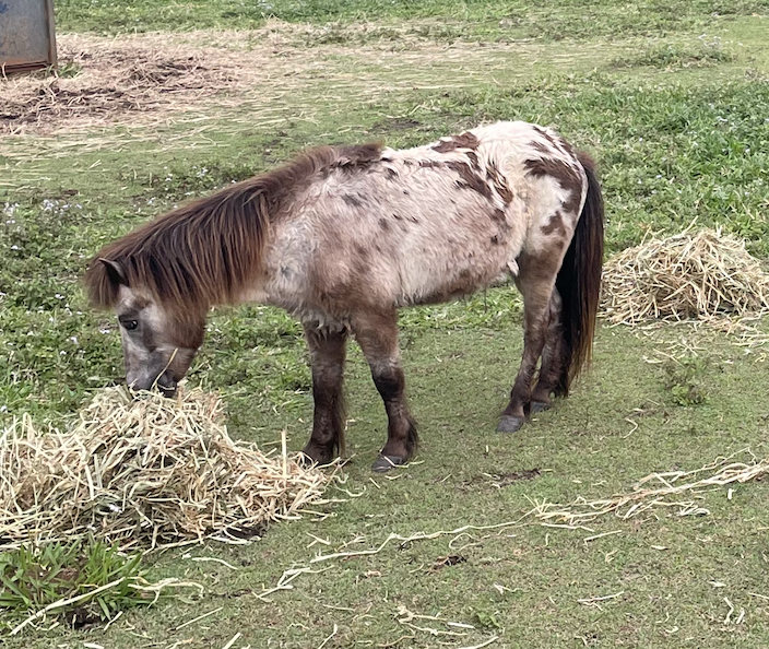 Spinner - Miniature Appaloosa Pony
