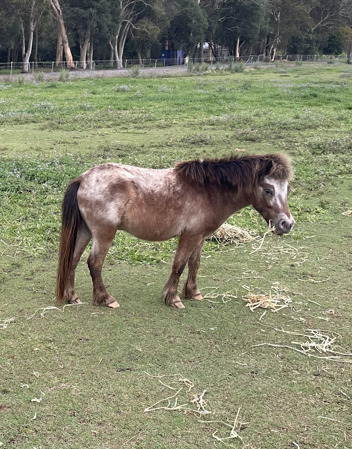 Merlo - Miniature Appaloosa Pony