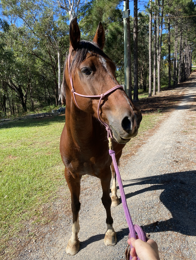 Chester - Quarter Horse
