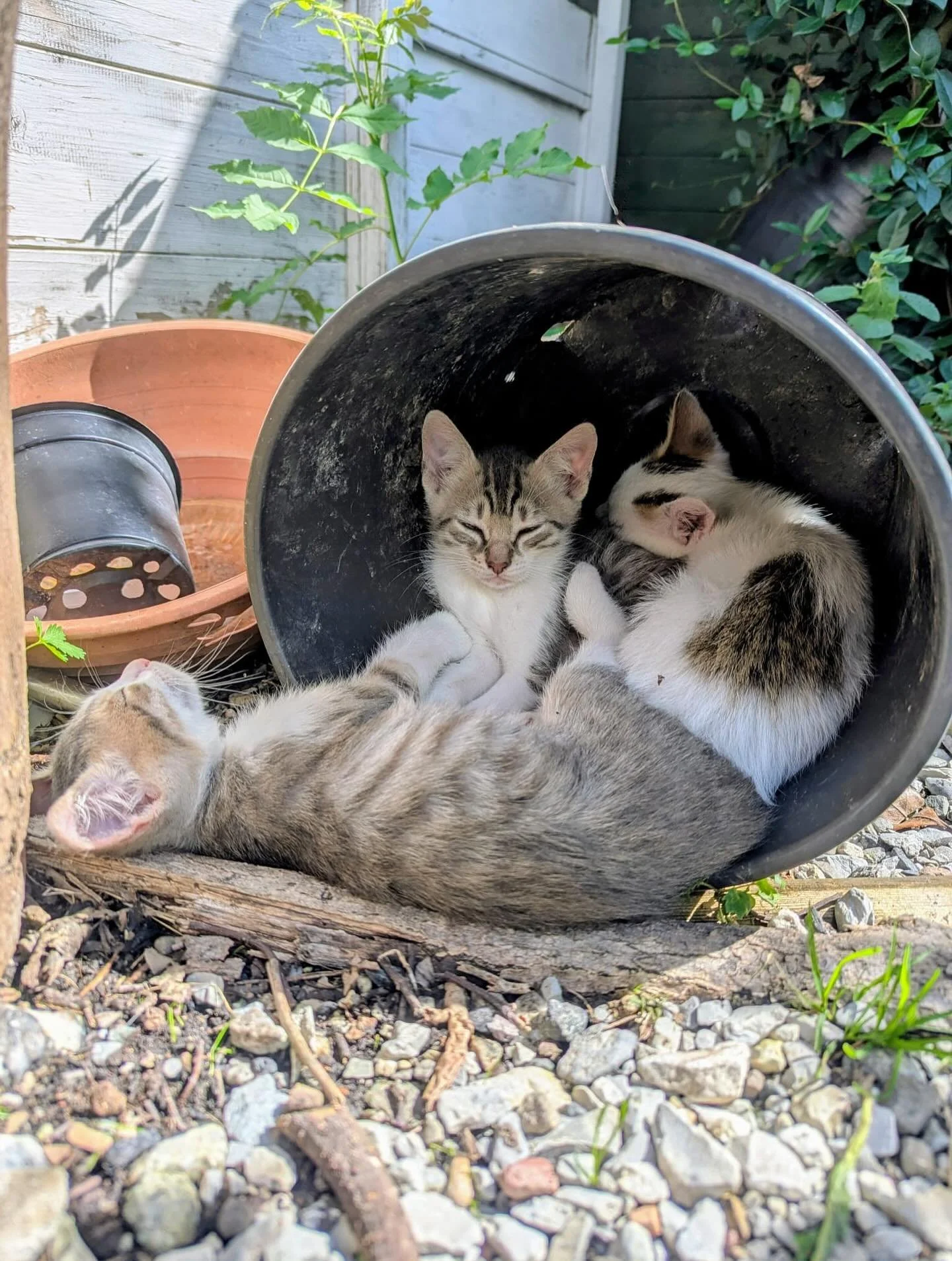 Due piccoletti cercano casa!😍
Se sogni di adottare un batuffolo che ti farà compagnia in ogni momento della giornata, scrivici in privato 📩
#centroanidra 
#gattinipiccoli