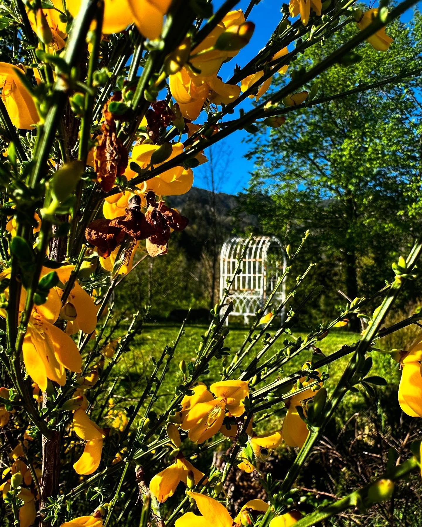 La ginestra non chiede altro che cielo e terra. Fiorisce dove pu&ograve;, senza aspettare condizioni perfette. 

E voi, state osservando la primavera? 😍

#primavera 
#ginestra 
#innerway 
#centroanidra
