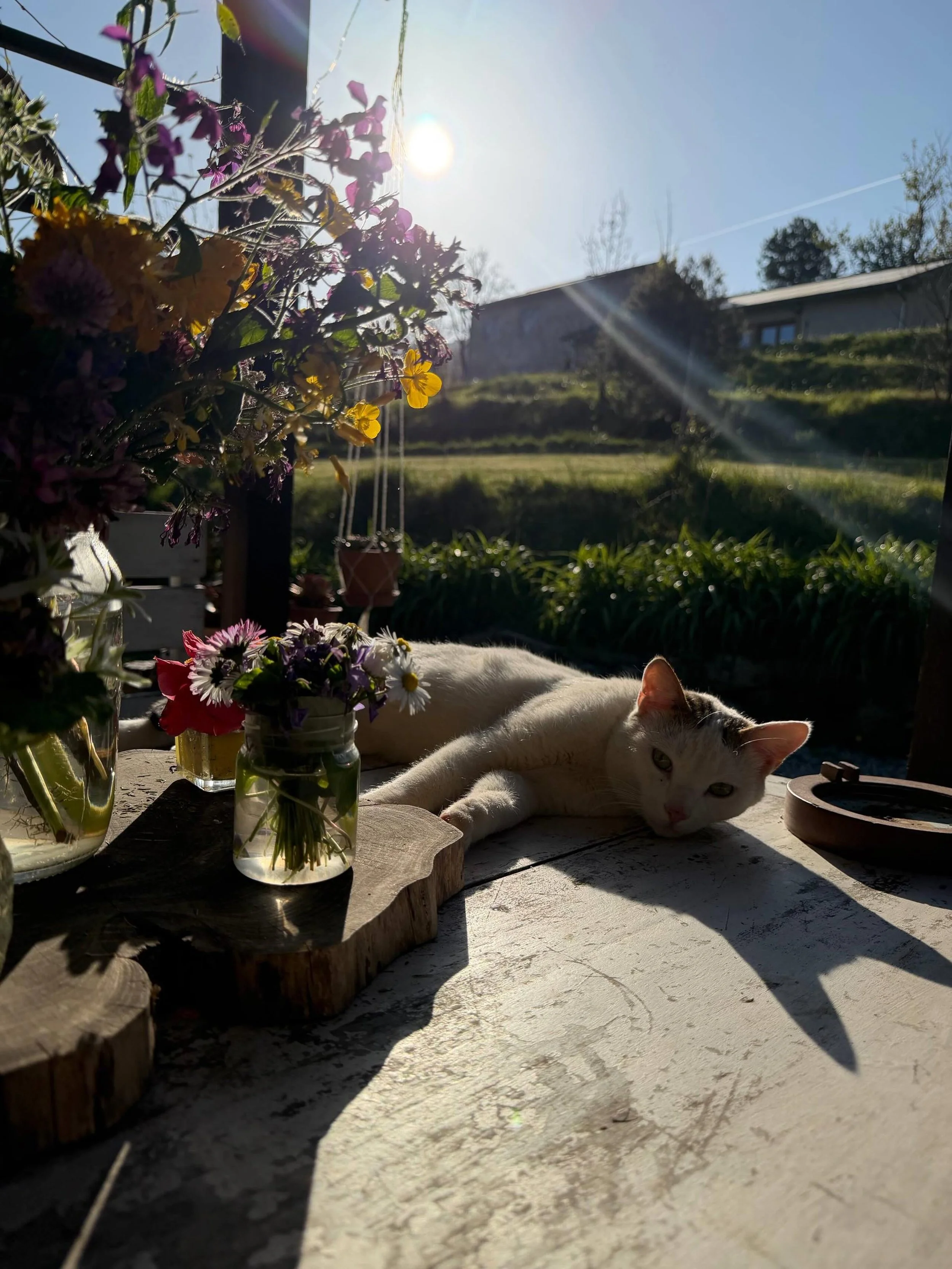 Nabi😍
Si &egrave; appena svegliato da quel pisolino strategico che solo la Primavera sa ispirare. 

Non si chiede se &egrave; stato produttivo, non controlla le notifiche, non ha un piano per il futuro. Eppure, guardando il mondo con quegli occhi, h