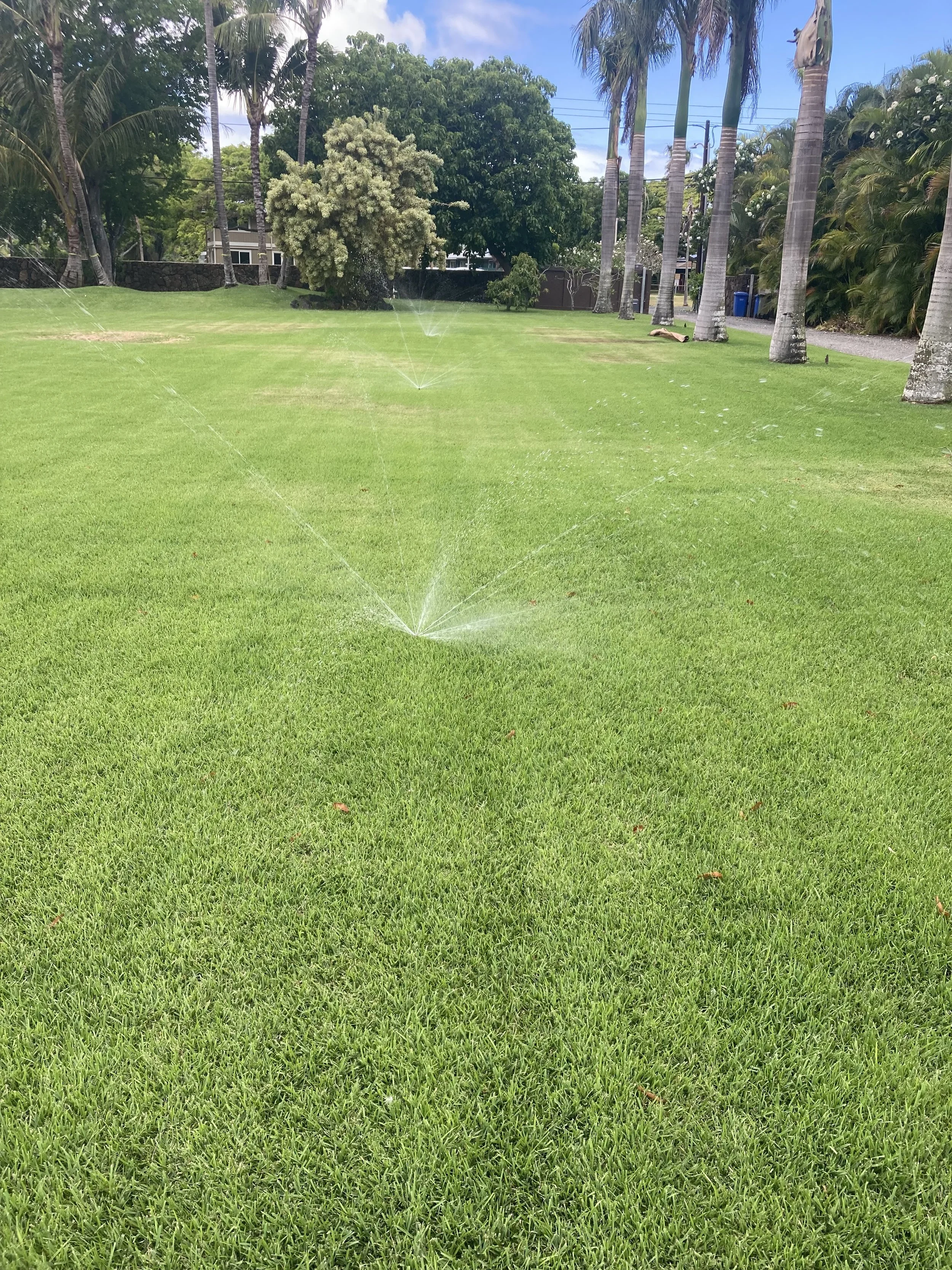 A lush green lawn with multiple sprinklers watering the grass, surrounded by tall palm trees and other trees, with a sunny sky overhead.