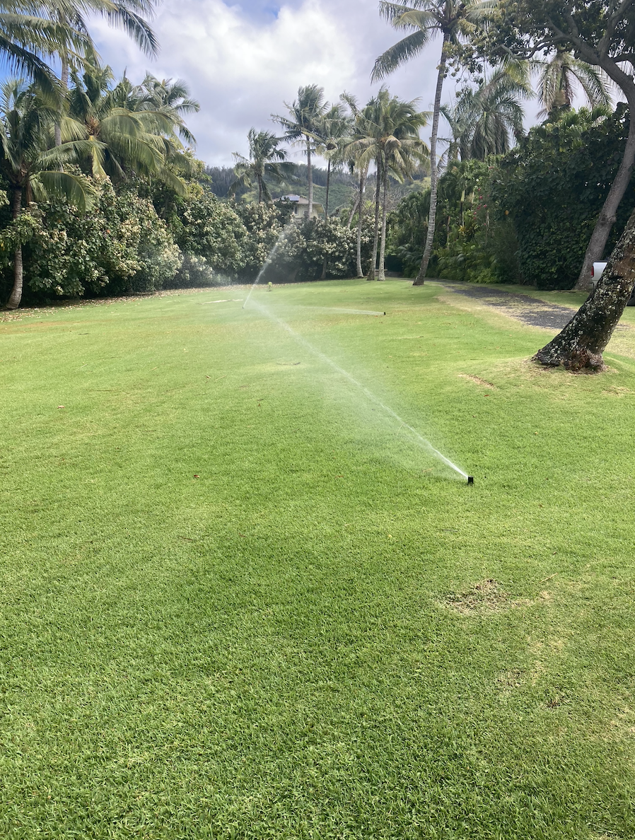 A lush green lawn being irrigated by sprinklers with tall palm trees and dense green bushes in the background, under a partly cloudy sky.