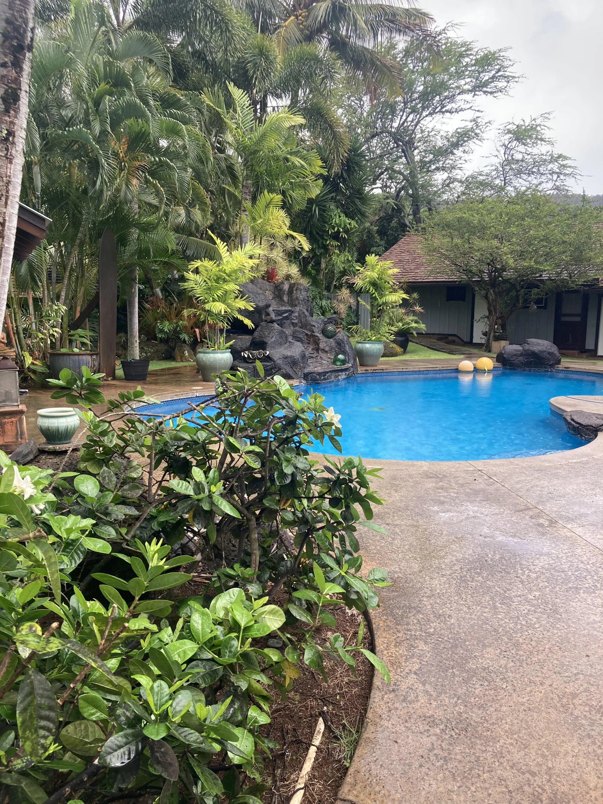 A backyard with a swimming pool surrounded by lush greenery, potted plants, and rock features, with a house and trees in the background.