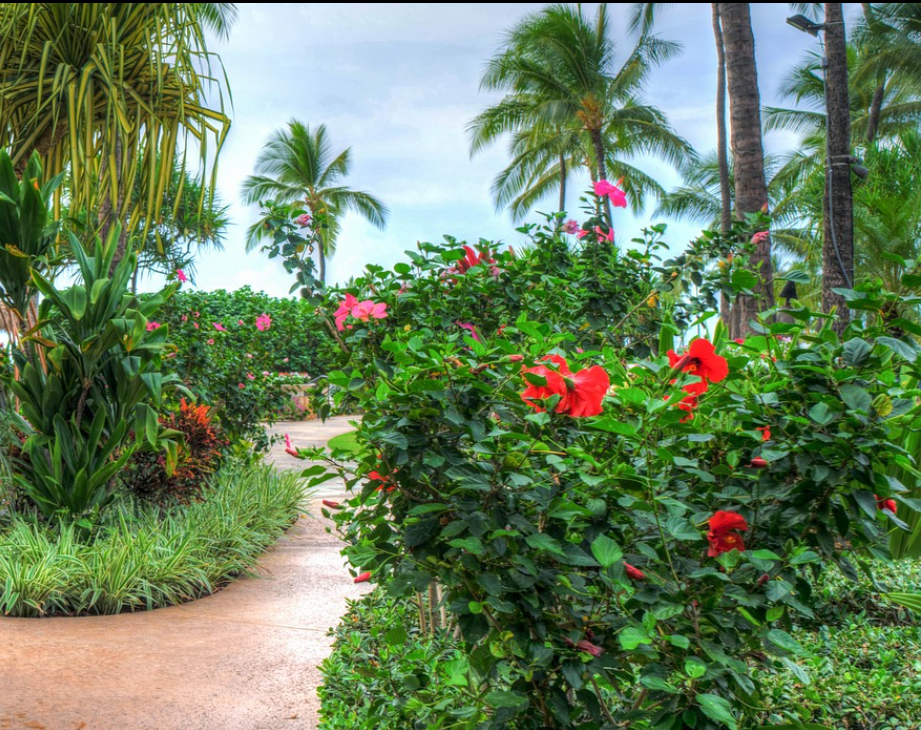Tropical garden scene with lush green foliage, pink and red hibiscus flowers, palm trees, and a curved pathway.