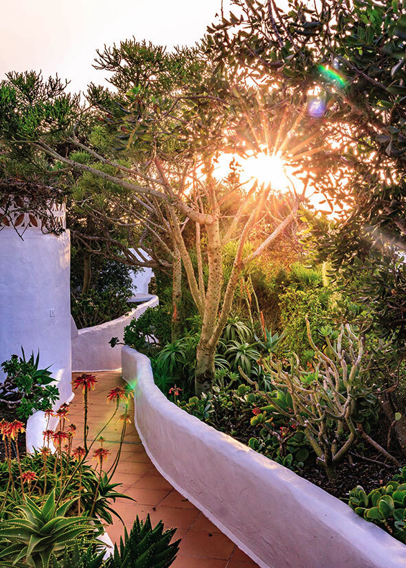 Sunlight filters through a lush garden with various green plants and trees, alongside a white wall and pathway.