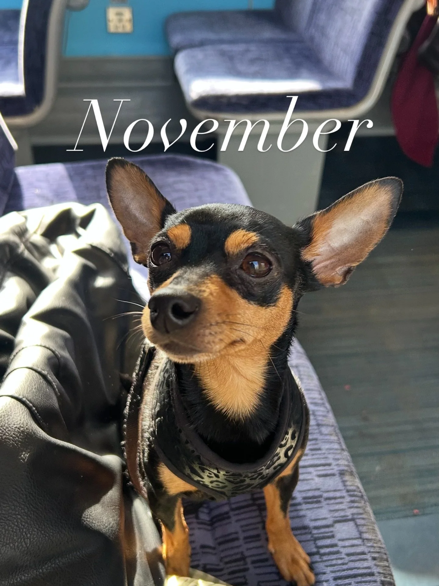 A blue November in Hastings 🌊

Pottery (lots of it)
@humblehub_stleonards goodness 
Good food &amp; catching chilly rays 

Plus working with my lovely local clients but ya know pics of me at my computer isn&rsquo;t really very interesting