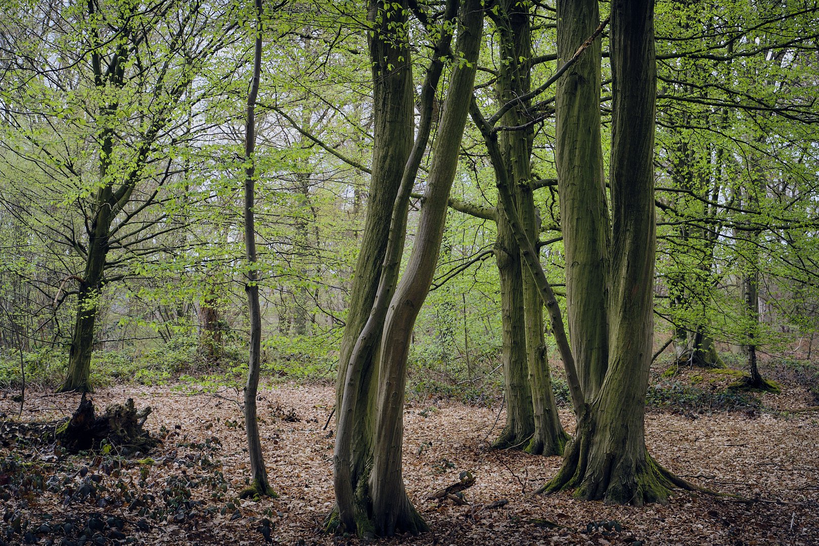 Ravensbosch__23-04-22_314 1.jpg