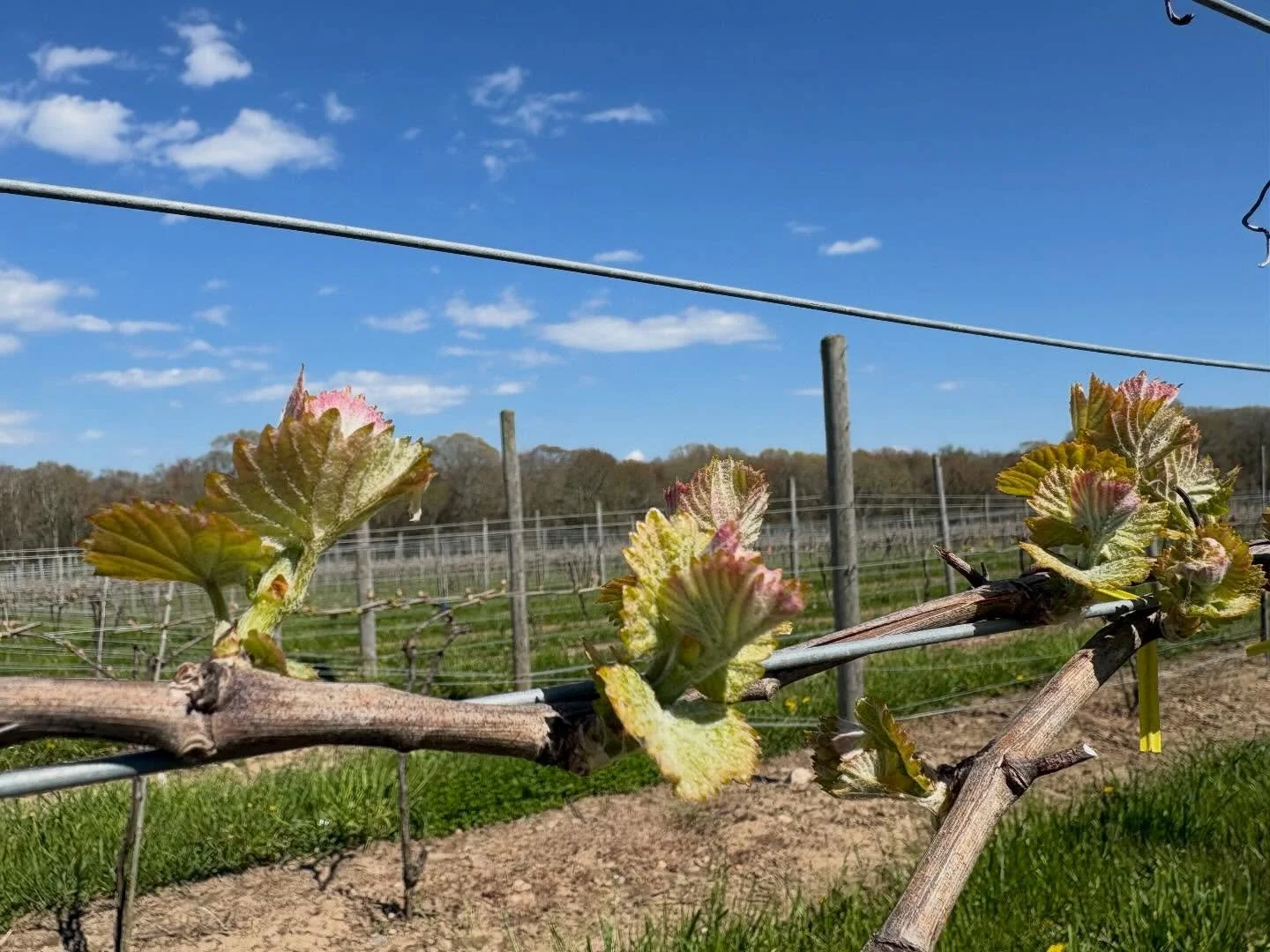 Life is back at the vineyard, as we have bud break across all 12 of our grape varieties. Shoots are beginning to grow in the Gew&uuml;rztraminer and Marquette, and with warmer temperatures coming, we should see a lot of green across the vineyard in t