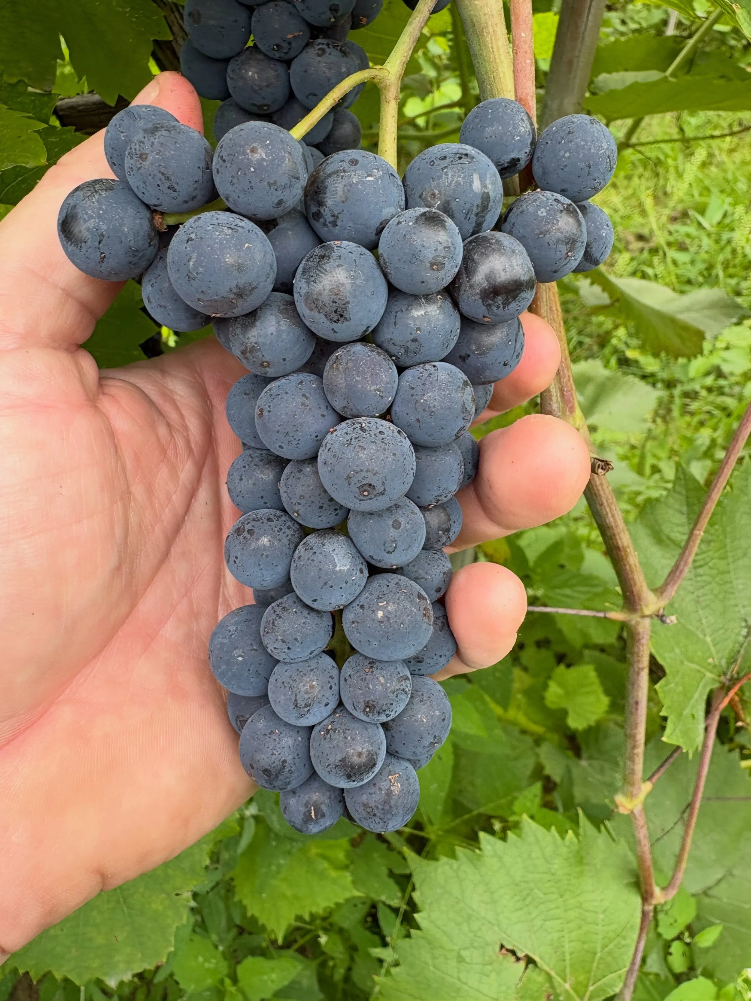 We are getting close to harvest within the next couple of weeks.  We will start off with a small pick from our Marquette followed by our 45+ year old Seyval Blanc, and Cayuga before moving on to Pinot Grigio, Chardonnay, and others.  Several folks ha