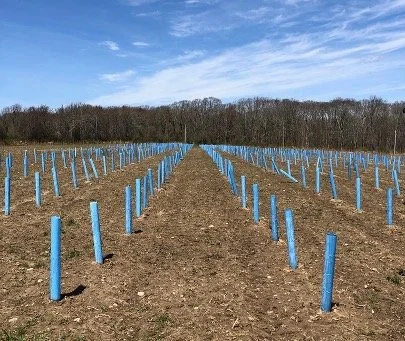A field with rows of blue plant protectors or tubes, extending toward the horizon under a partly cloudy sky.