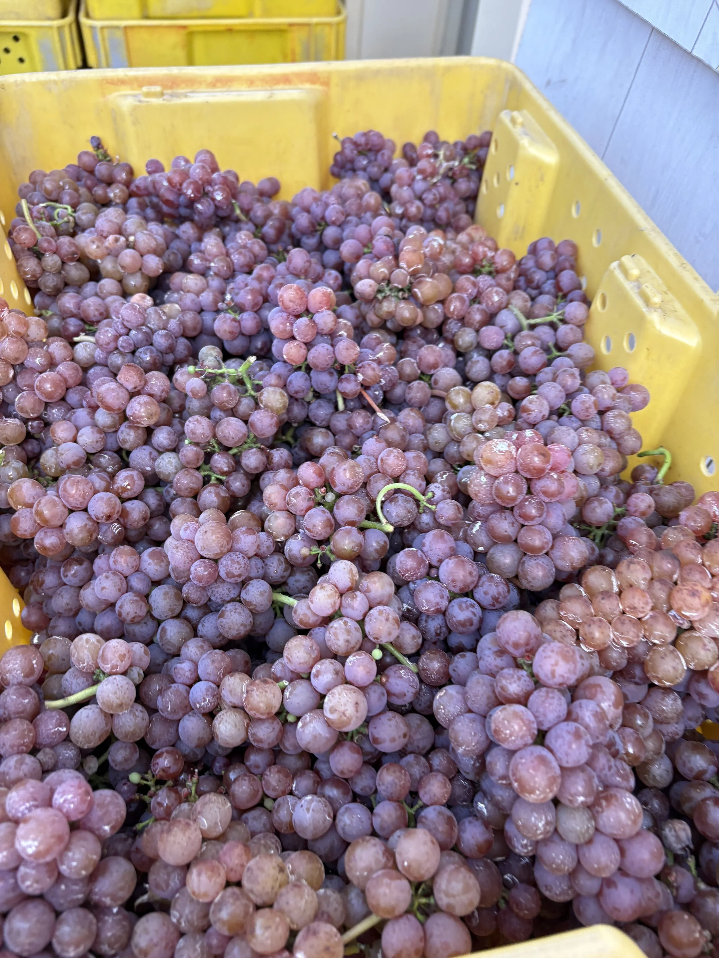 Close-up of a yellow plastic crate filled with pinkish-purple grapes.
