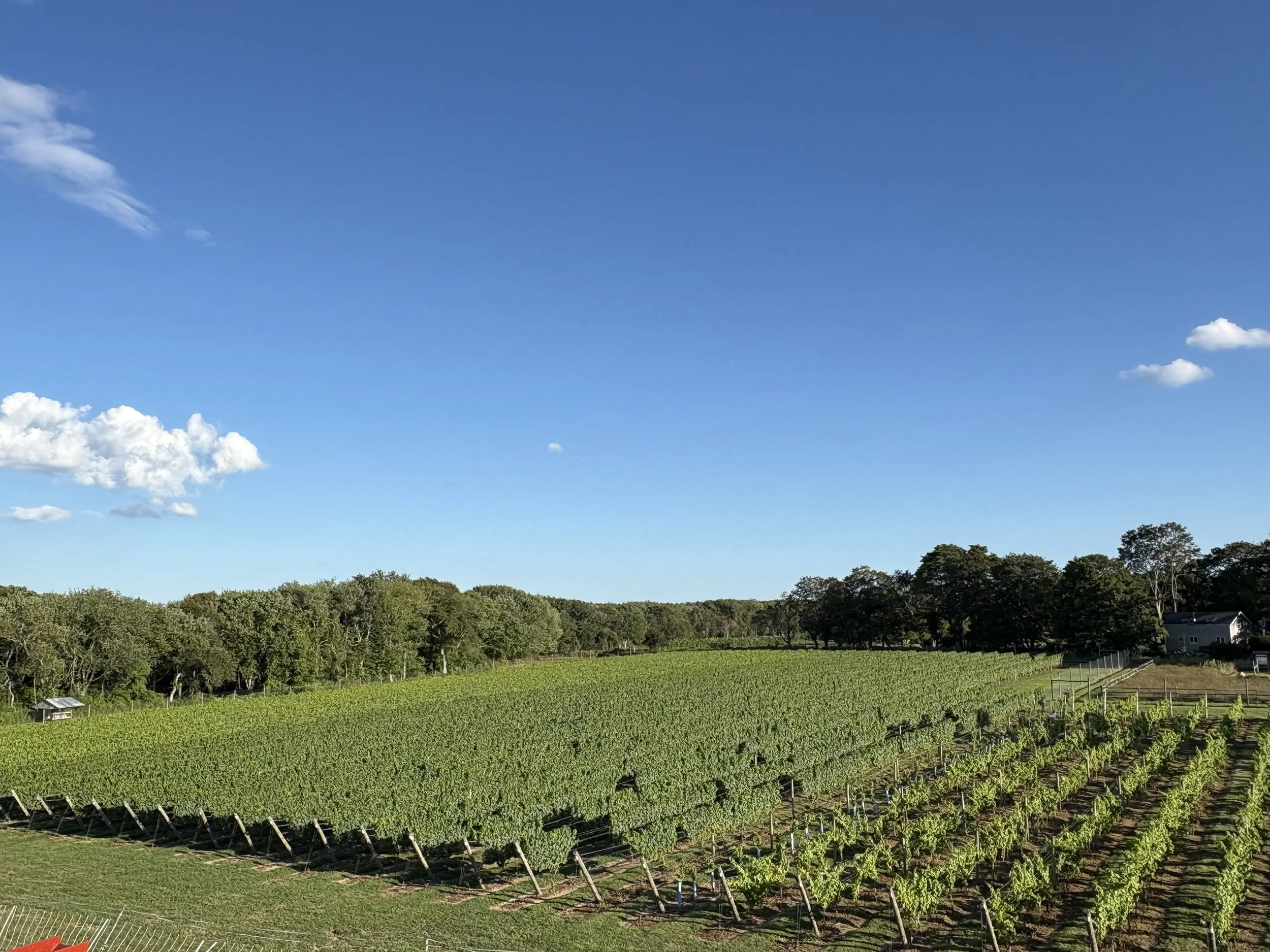 A rural landscape featuring a green field, a line of trees in the background, and a blue sky with scattered clouds. There is a small structure visible in the distance, possibly a barn or shed, on the right side of the image.