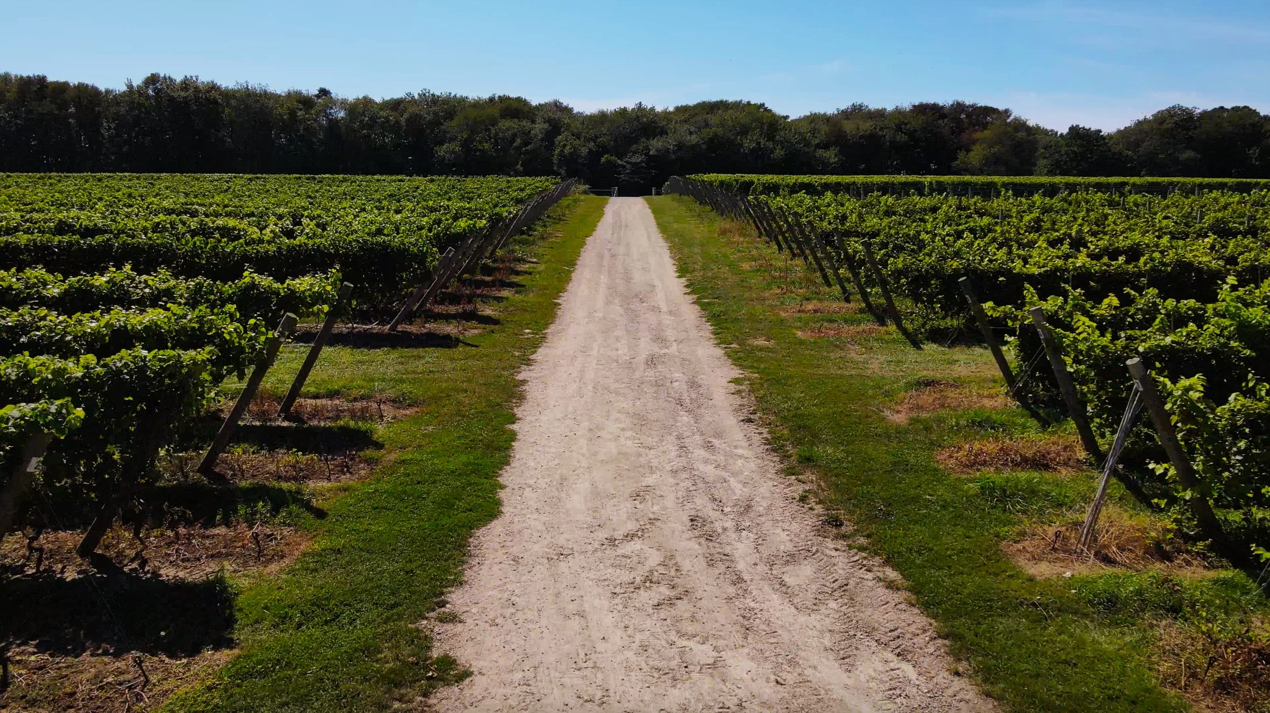 vineyard-homepage-2.jpg