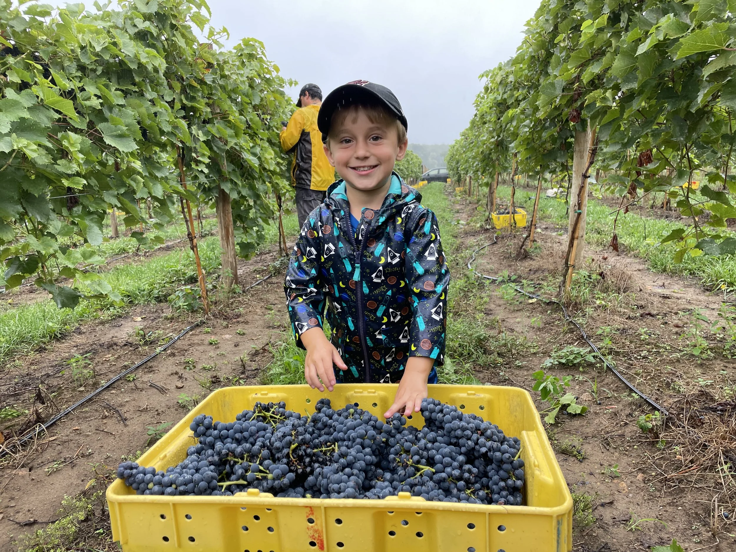 A smiling young boy wearing a black cap and a space-themed jacket stands behind a large yellow container filled with freshly picked dark purple grapes at a vineyard. In the background, two adults are seen among green grapevines, with a gray sky above.