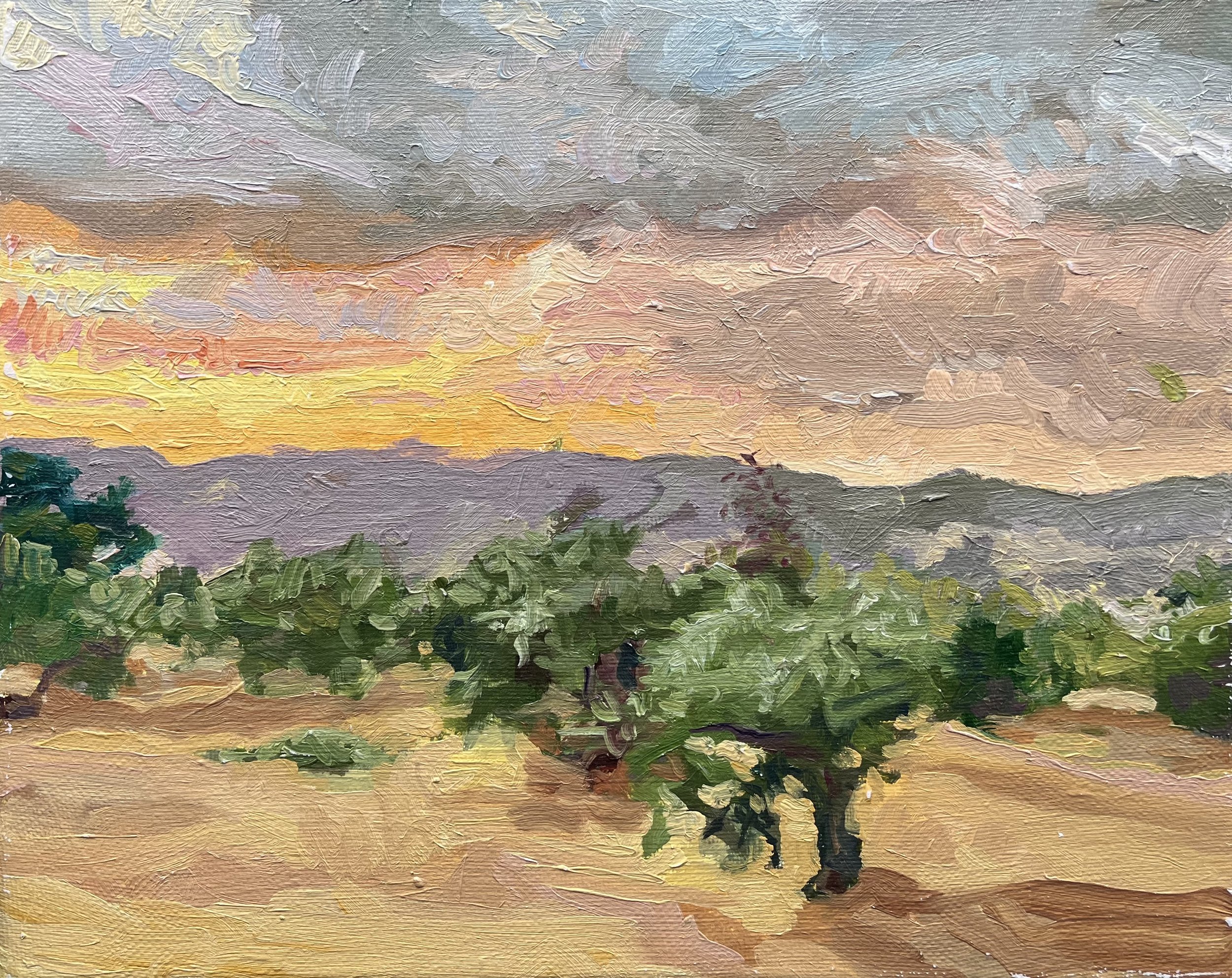 Olive Trees