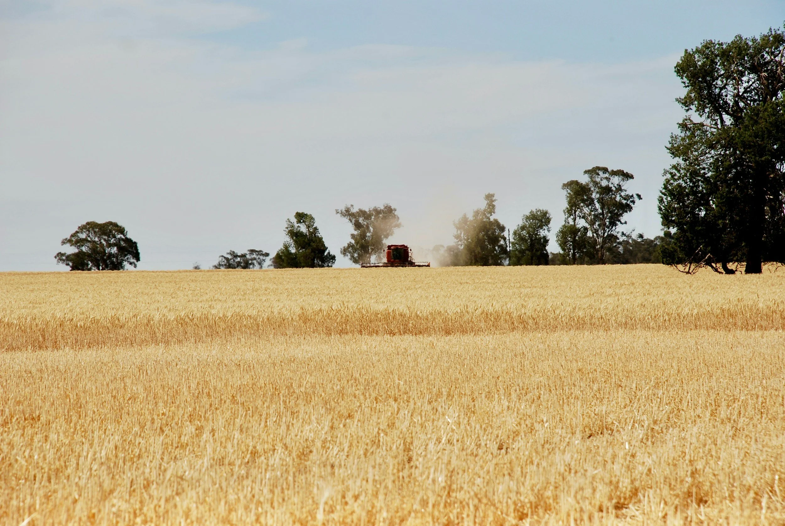 a wheat field in country australia