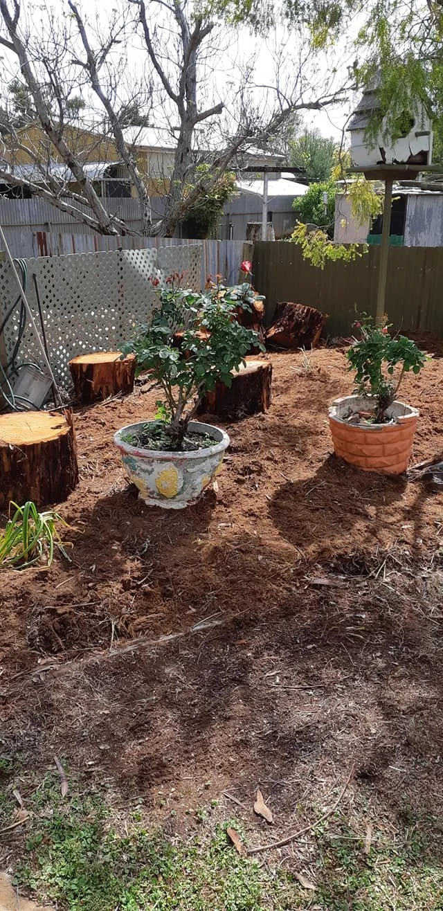 plants in pots sitting in the sun