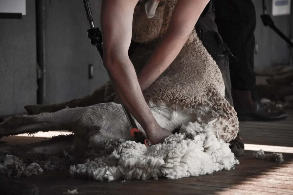 man sheering a sheep