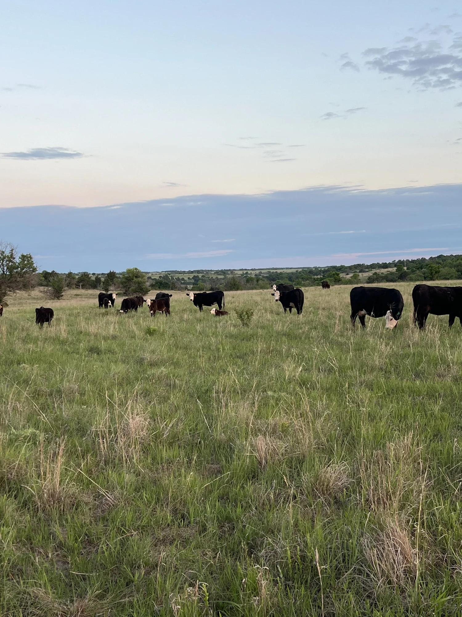 Grass-Fed Beef Kansas | Black Angus Beef | E-Tool Ranch