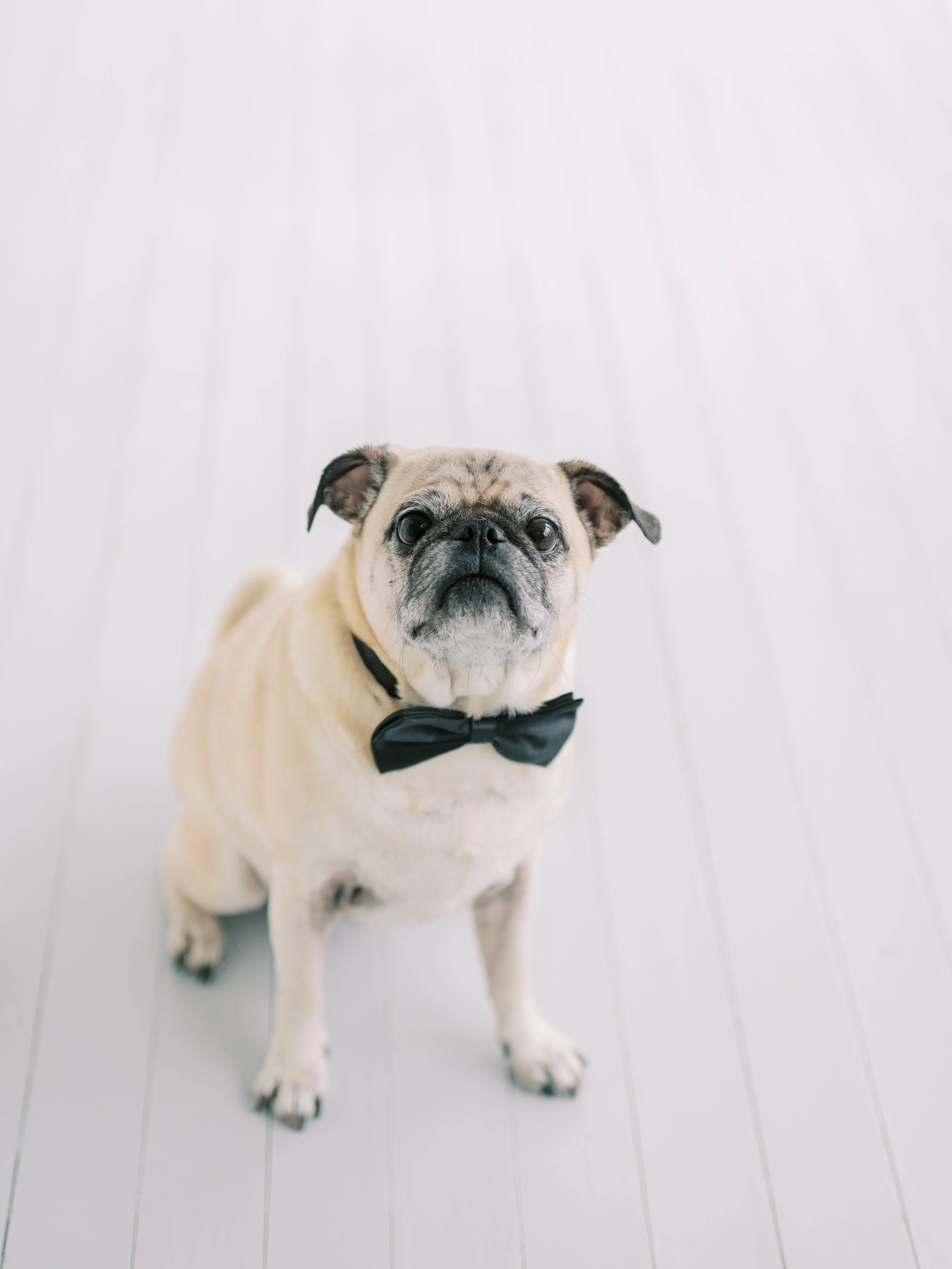 Wedding dog wearing a bow tie for the celebration