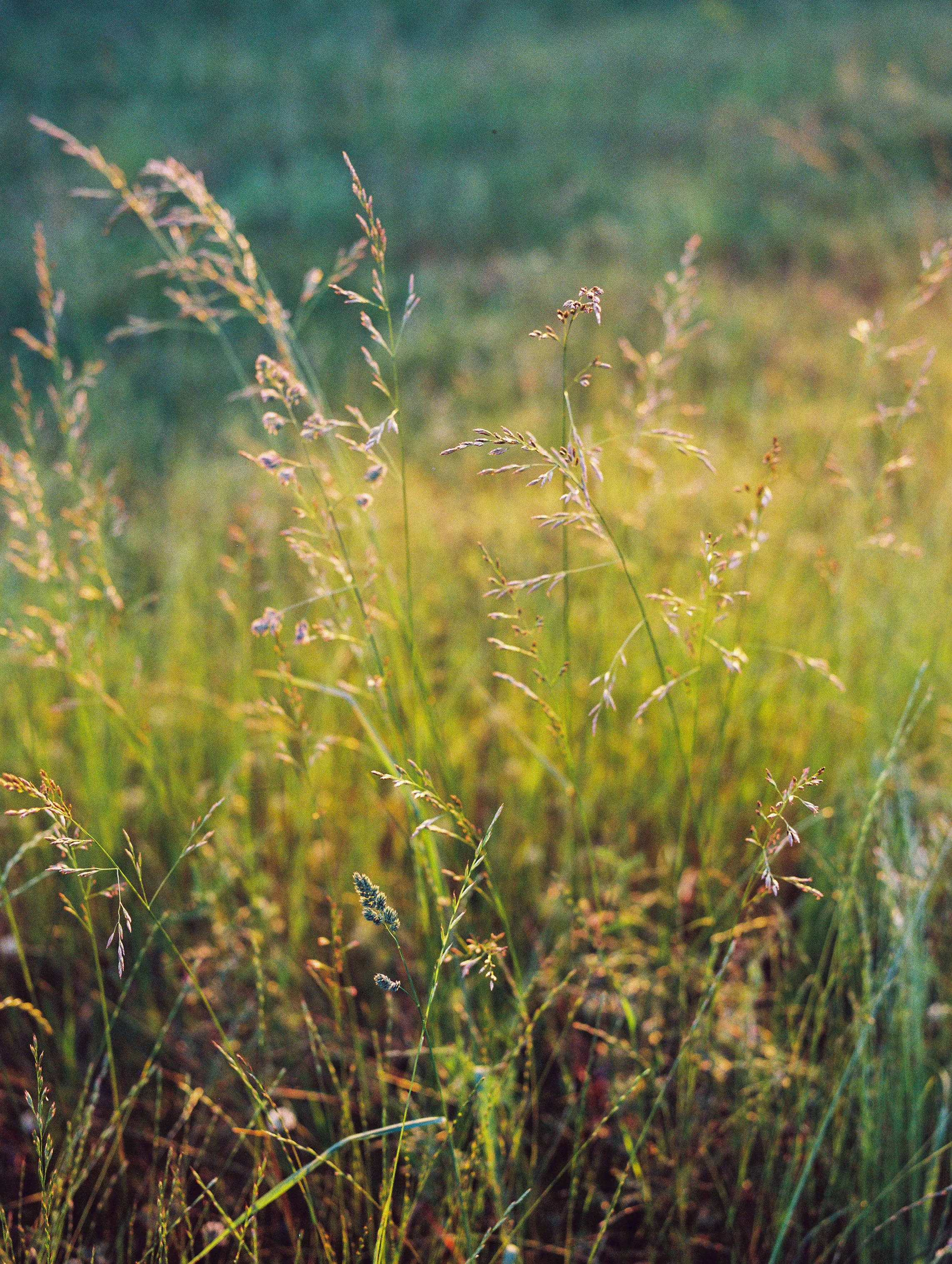 Detail shot of tall golden grass swaying in the field at golden hour