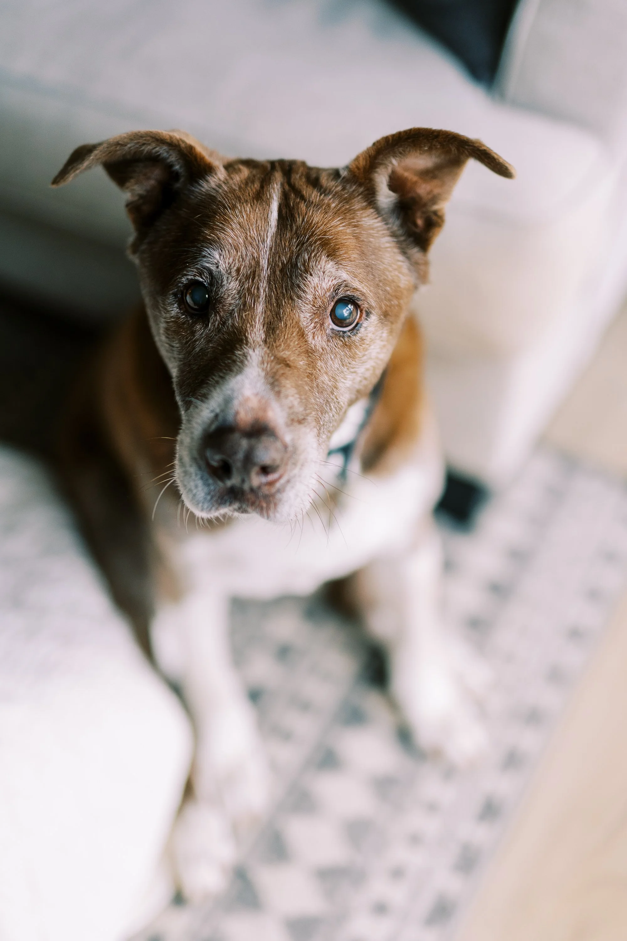 Family dog looking up attentively by the window at home, Roswell, Georgia