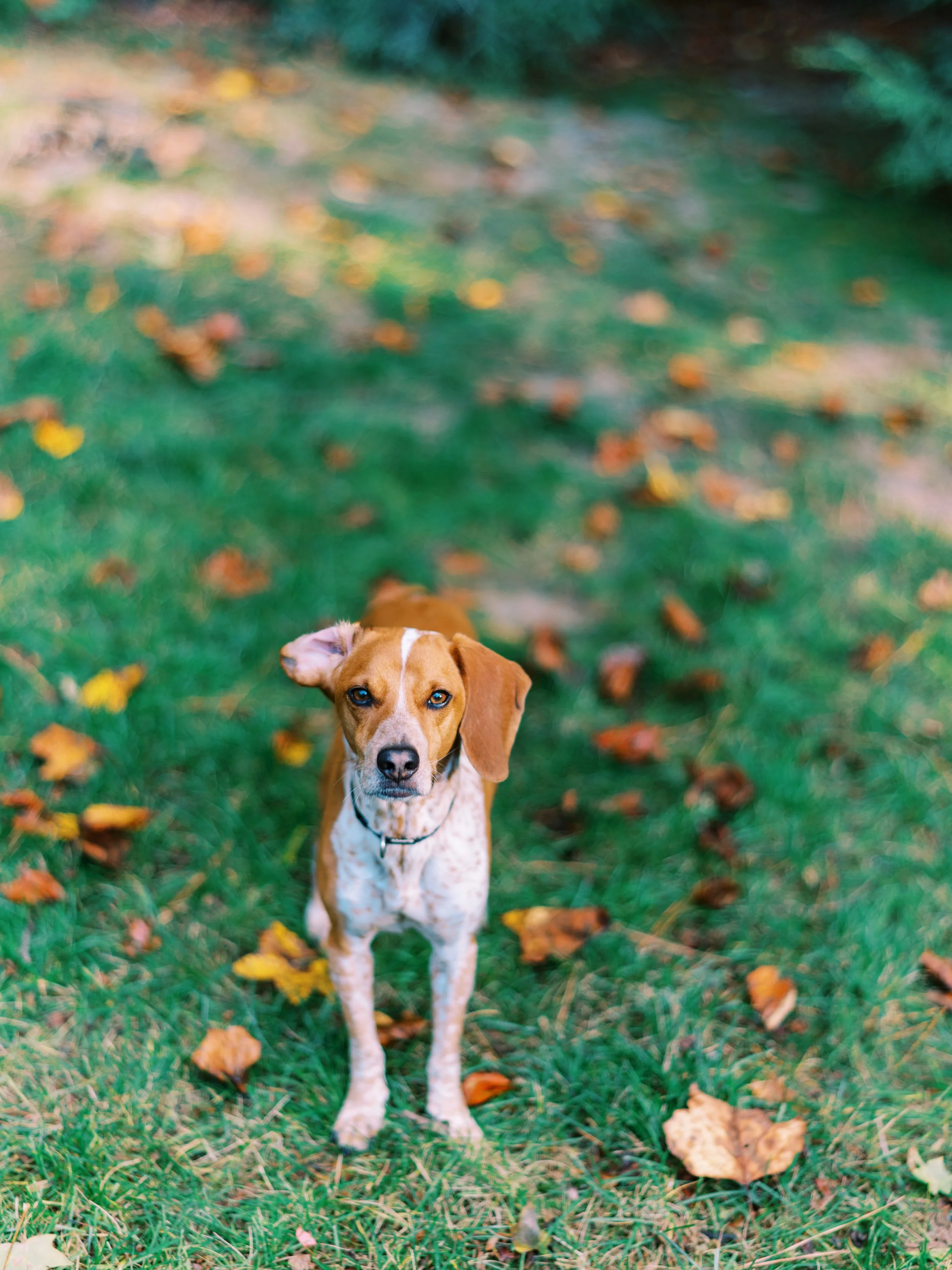 One of the Schuler family's rescue dogs sitting on the lawn among fall leaves in Dunwoody, Georgia