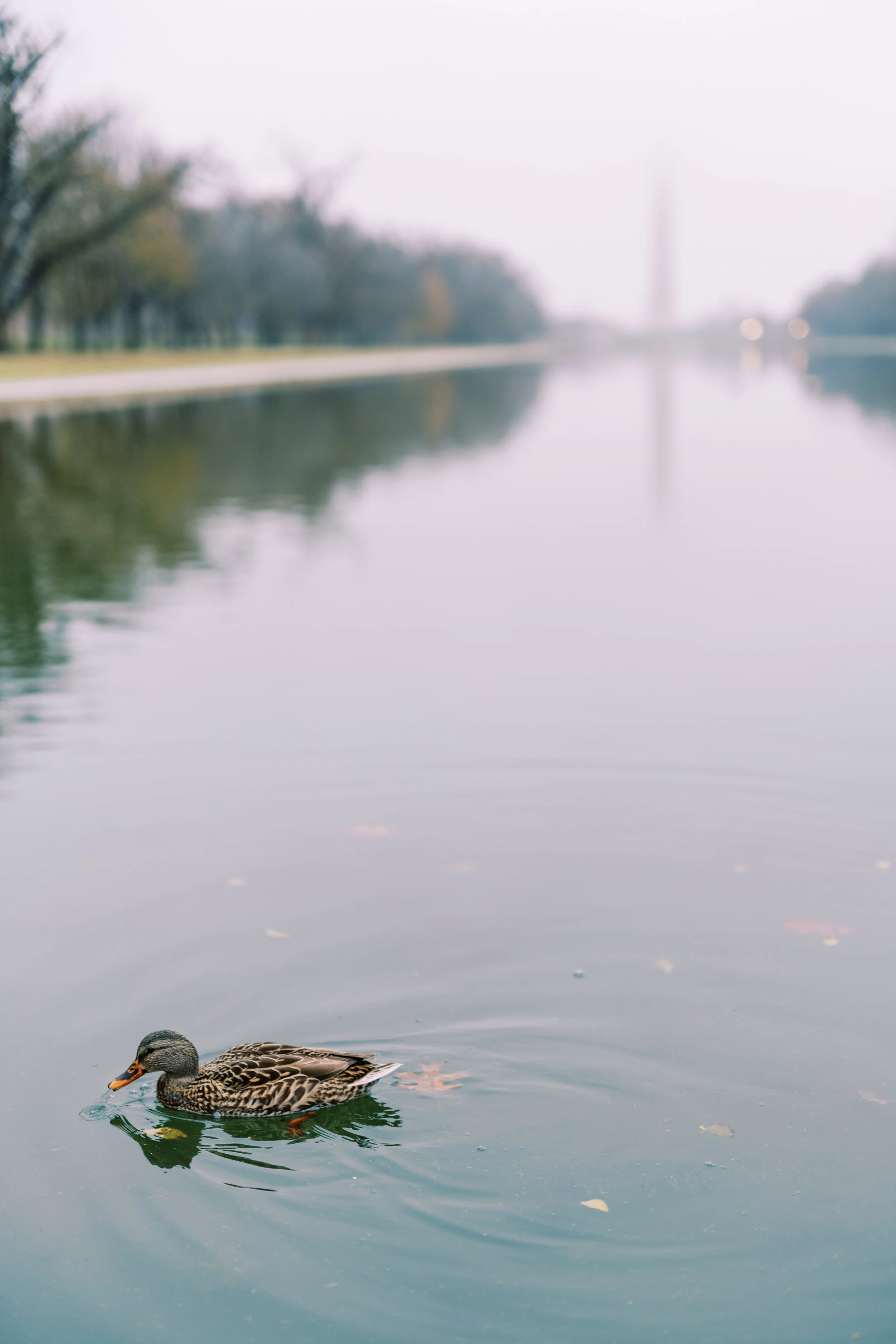A duck floating on the reflecting pool with the Washington Monument in the distance