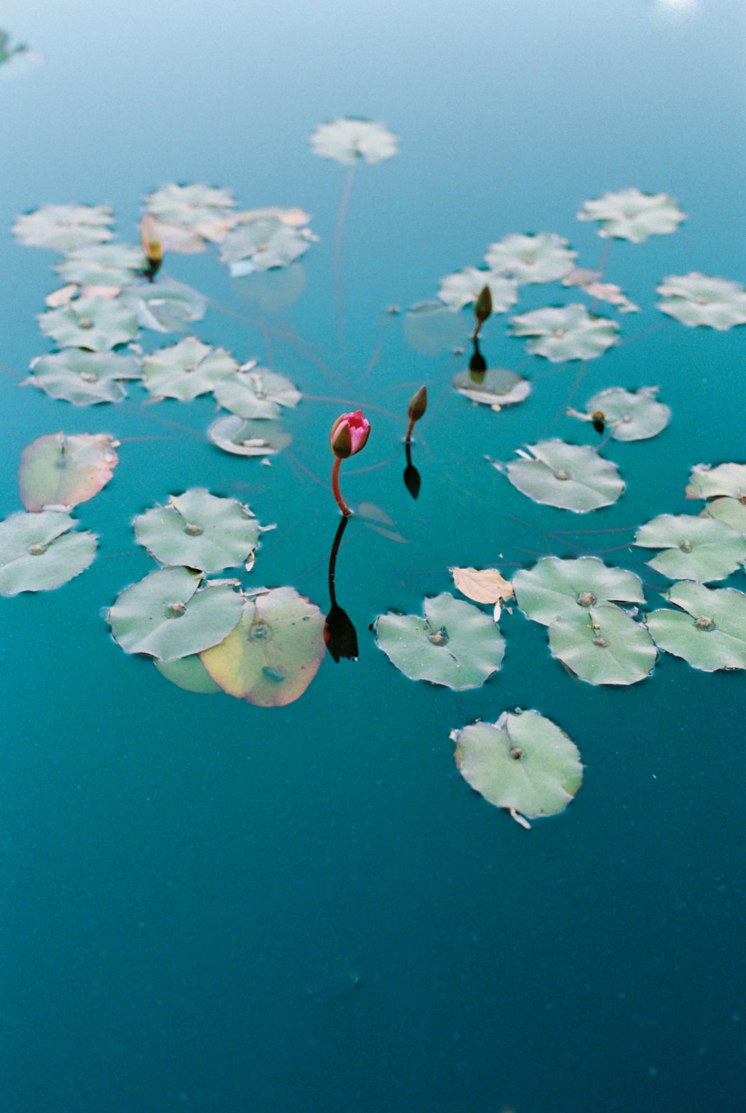 Overhead close-up of green lily pads floating on deep blue-green pond water