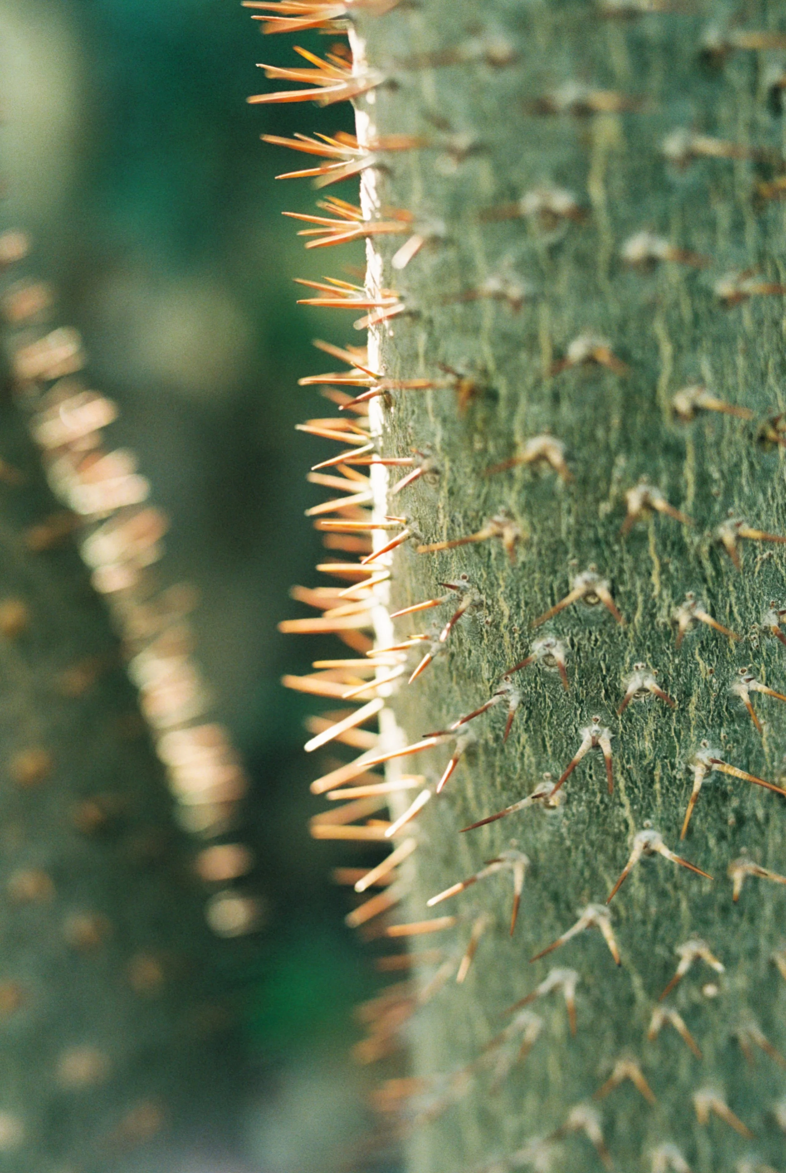 Close-up detail of a spiky cactus plant in the botanical garden