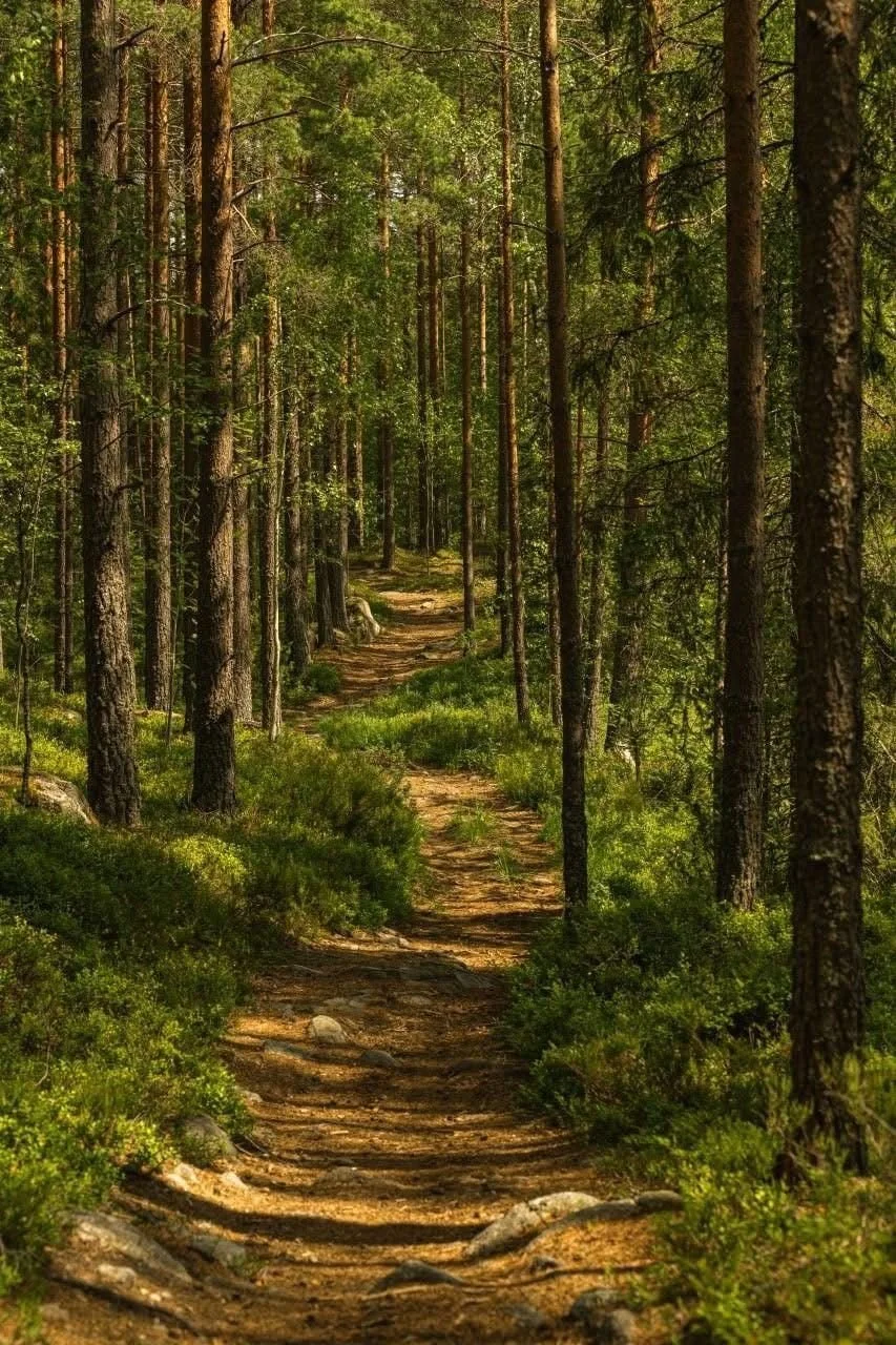 A dirt trail winding through a dense forest with tall pine trees and green foliage.