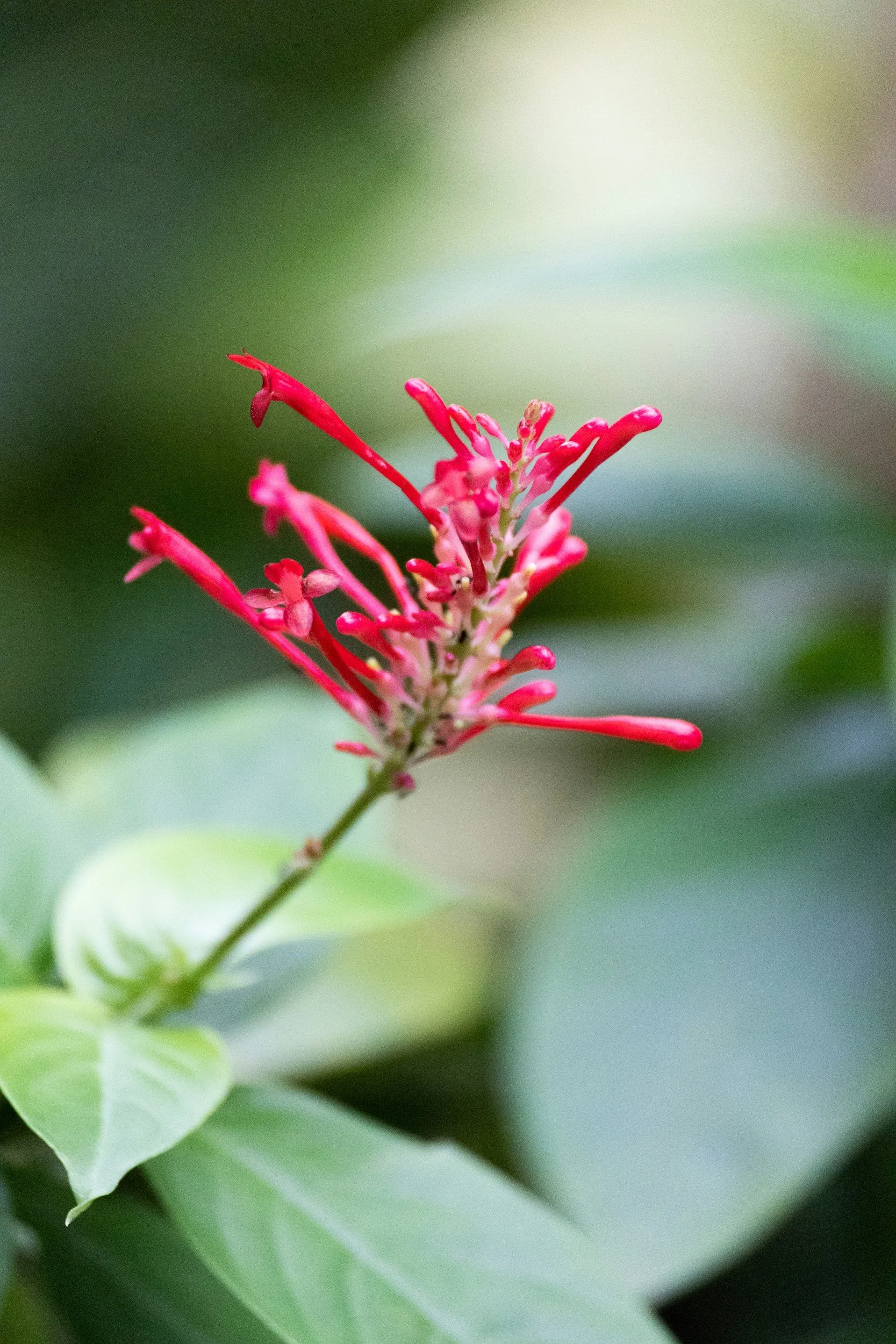 Close-up of a pink flower with elongated petals and green leaves in the background.