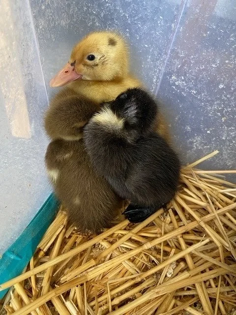 A Quacking Day : Animal Visits