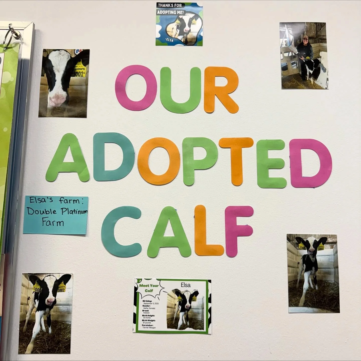 We&rsquo;d love to share some exciting news! Mrs. Gard&rsquo;s class adopted a calf earlier in the school year named Elsa. 🐮 Recently, they&rsquo;ve learned their calf has won an award for &ldquo;America&rsquo;s Favorite Calf!&rdquo; 🎉