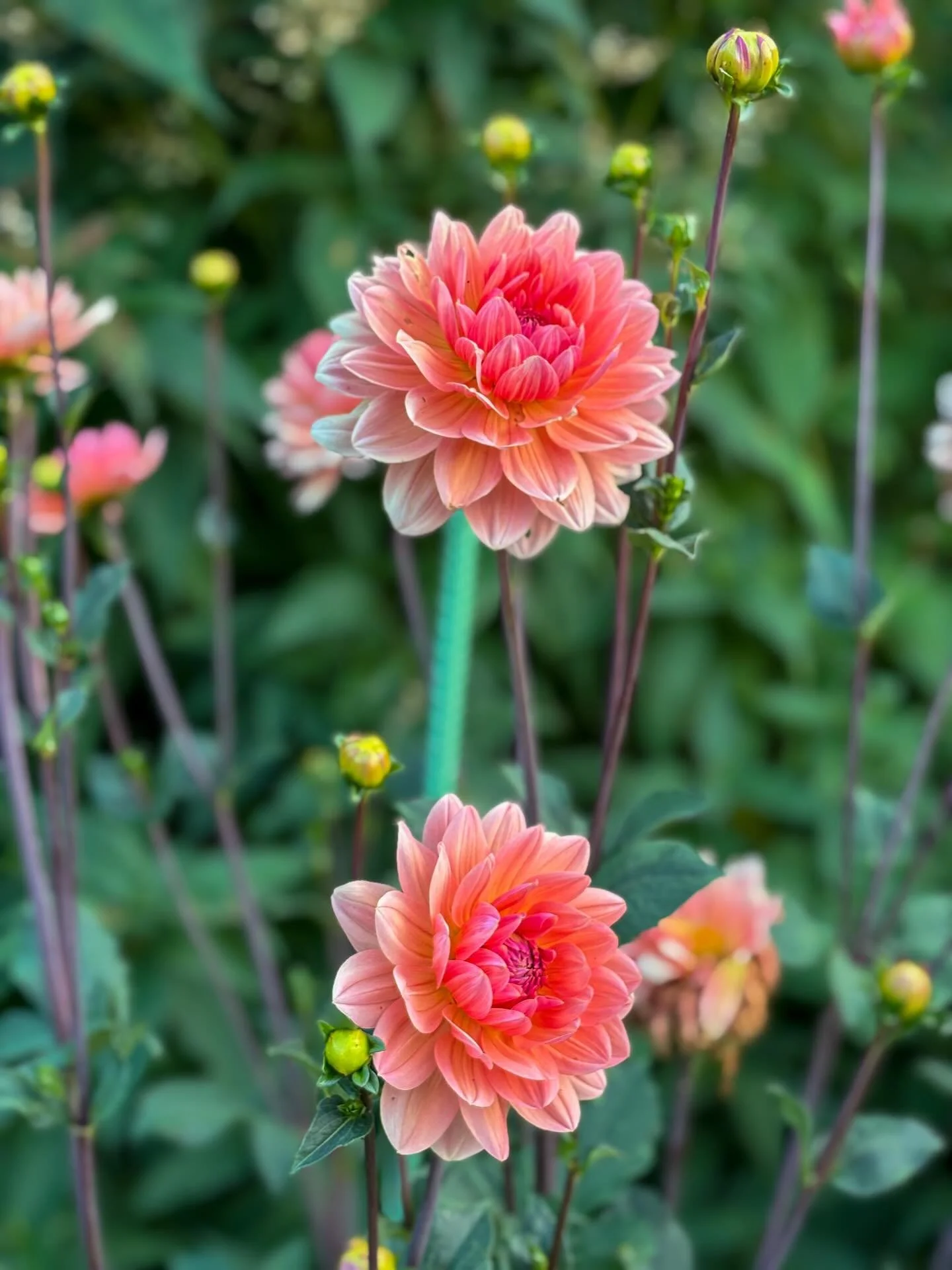 Spring into Volunteering with us! 🌷✨ Okay&hellip; how beautiful are these flowers from Acadia Park?! Soon enough the gardens will be in full bloom. 

If you&rsquo;ve been looking to volunteer in your community - join us and test the waters on April 