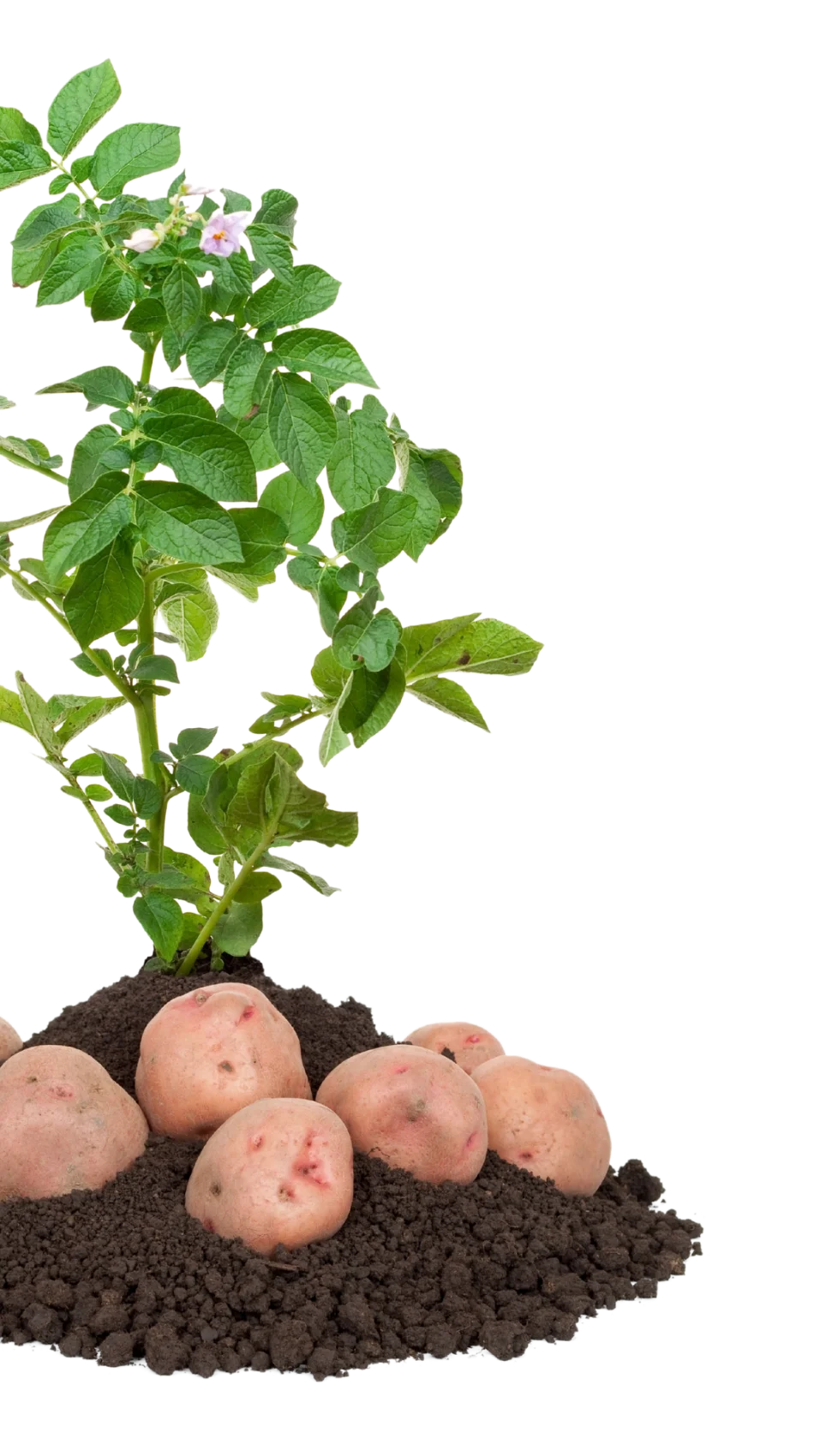 Potatoes growing in soil with green potato plant.