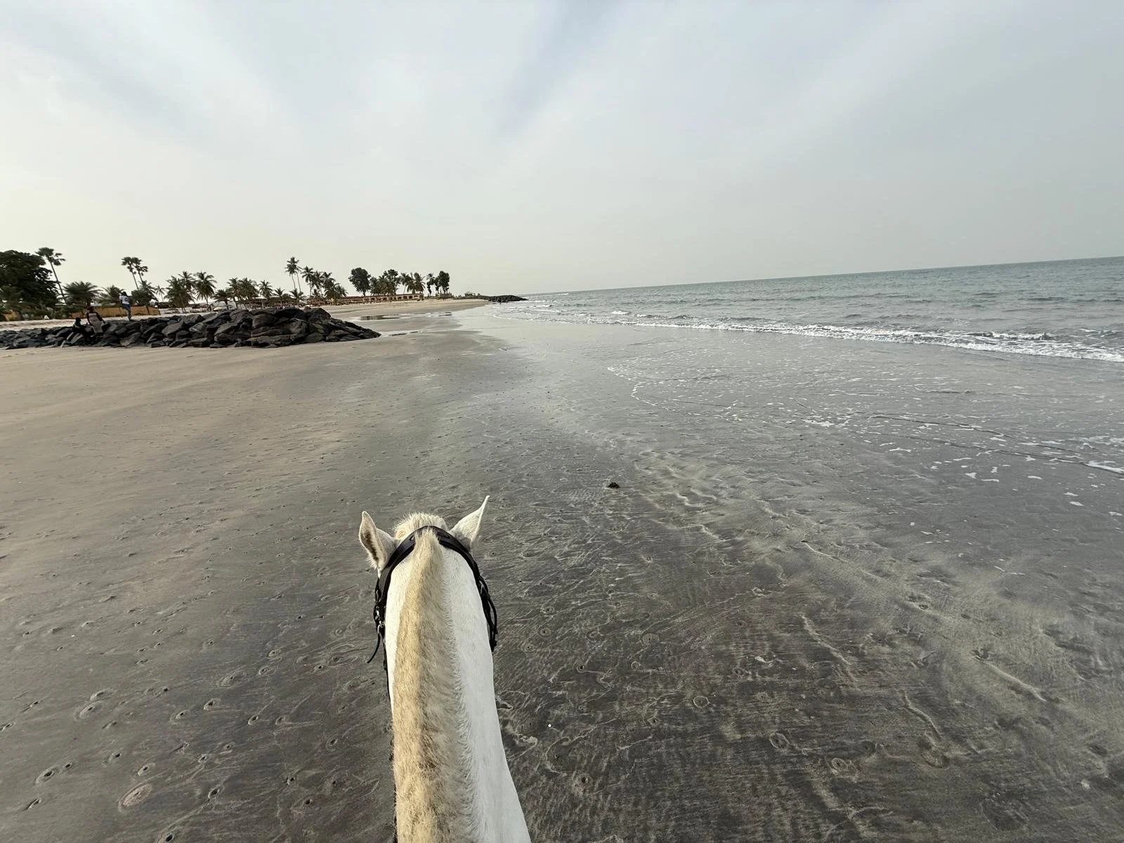 View from a horseback riding on a beach with sandy shore, rocky area, and palm trees in the background, under a cloudy sky.