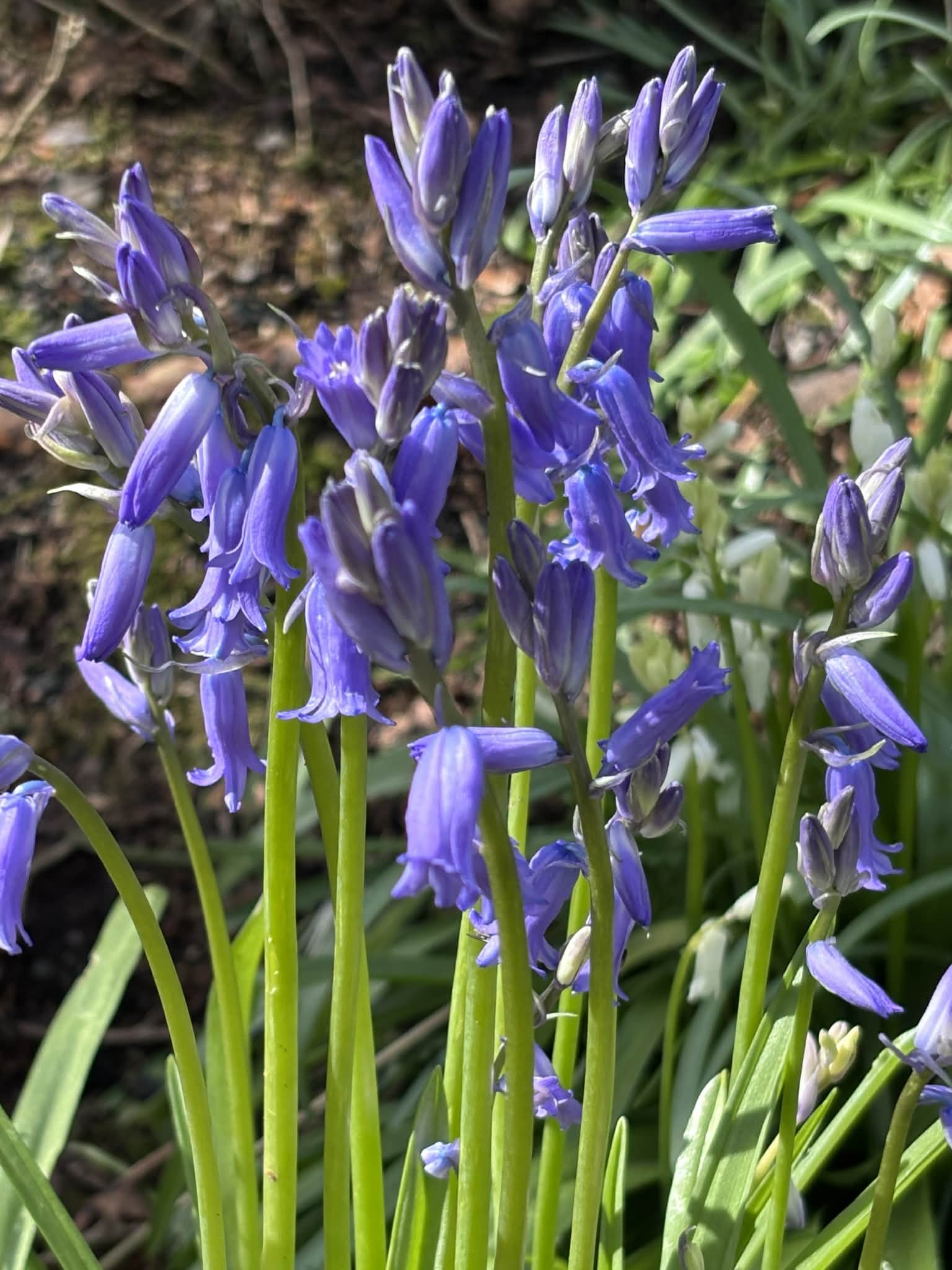Close-up of scottish bluebells in a scottish cottage garden on the Isle of Arran
