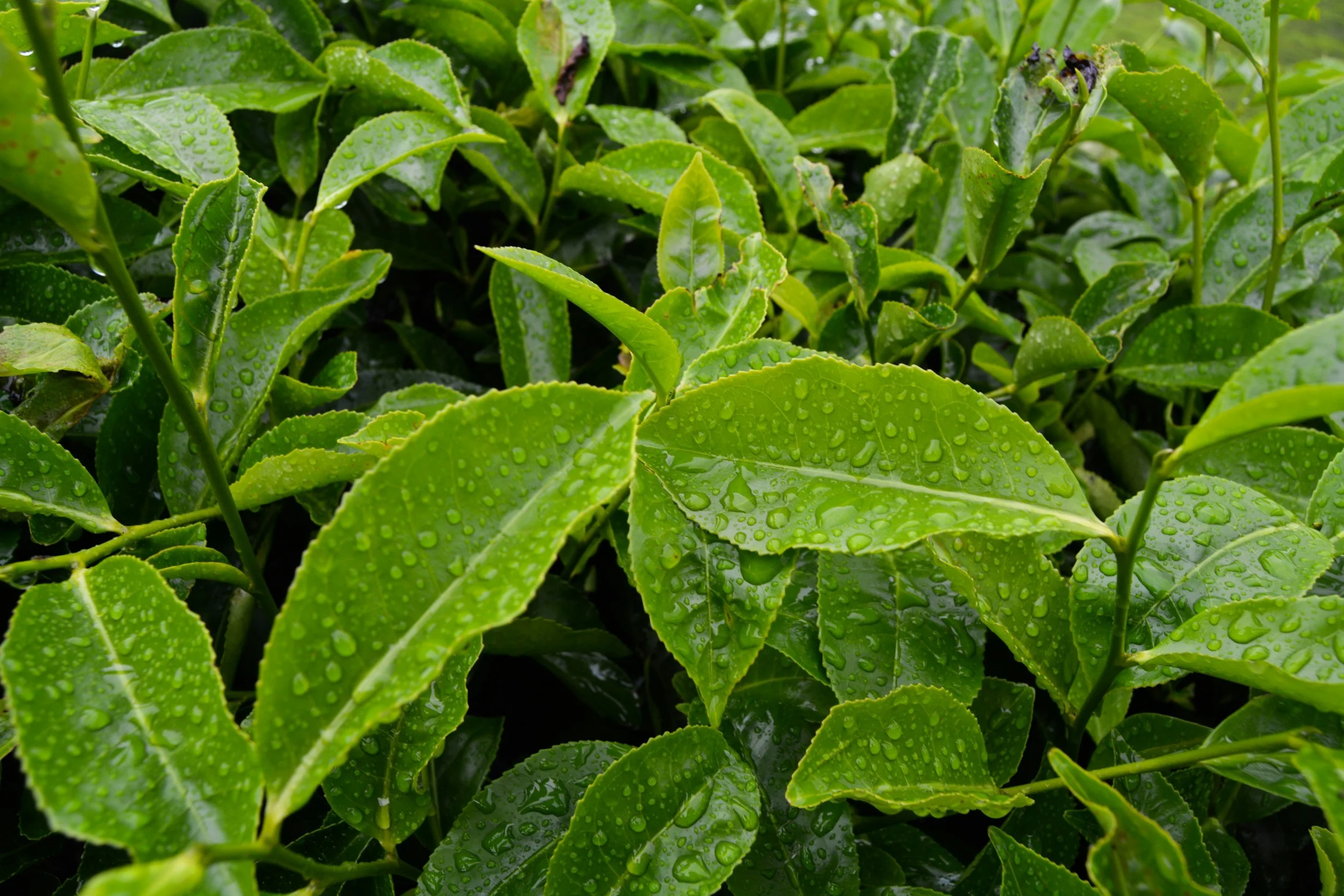 What are some typical and not so typical Japanese teas?