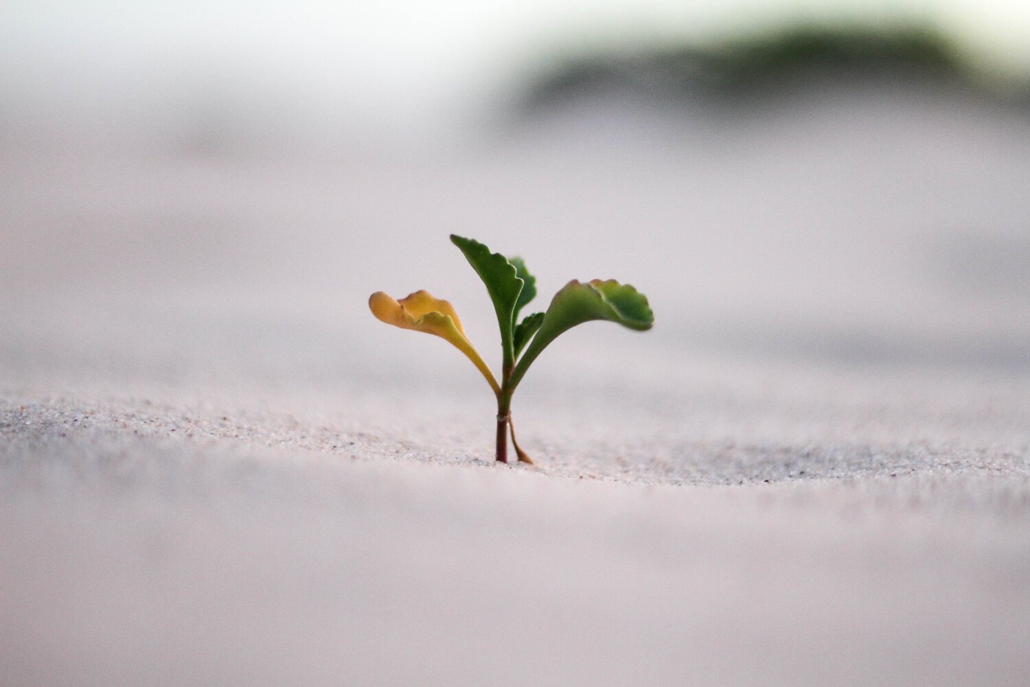 A small green plant sprouting from the sandy ground.