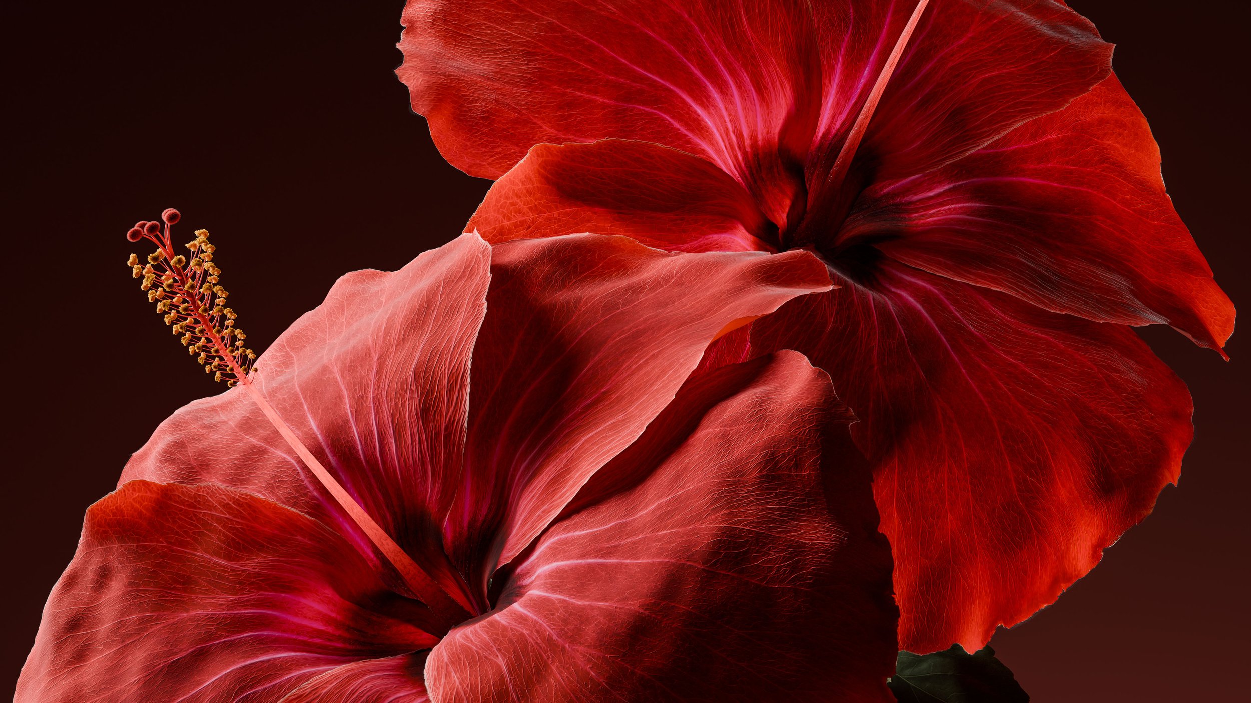 Floral Explorations | Personal | 2026