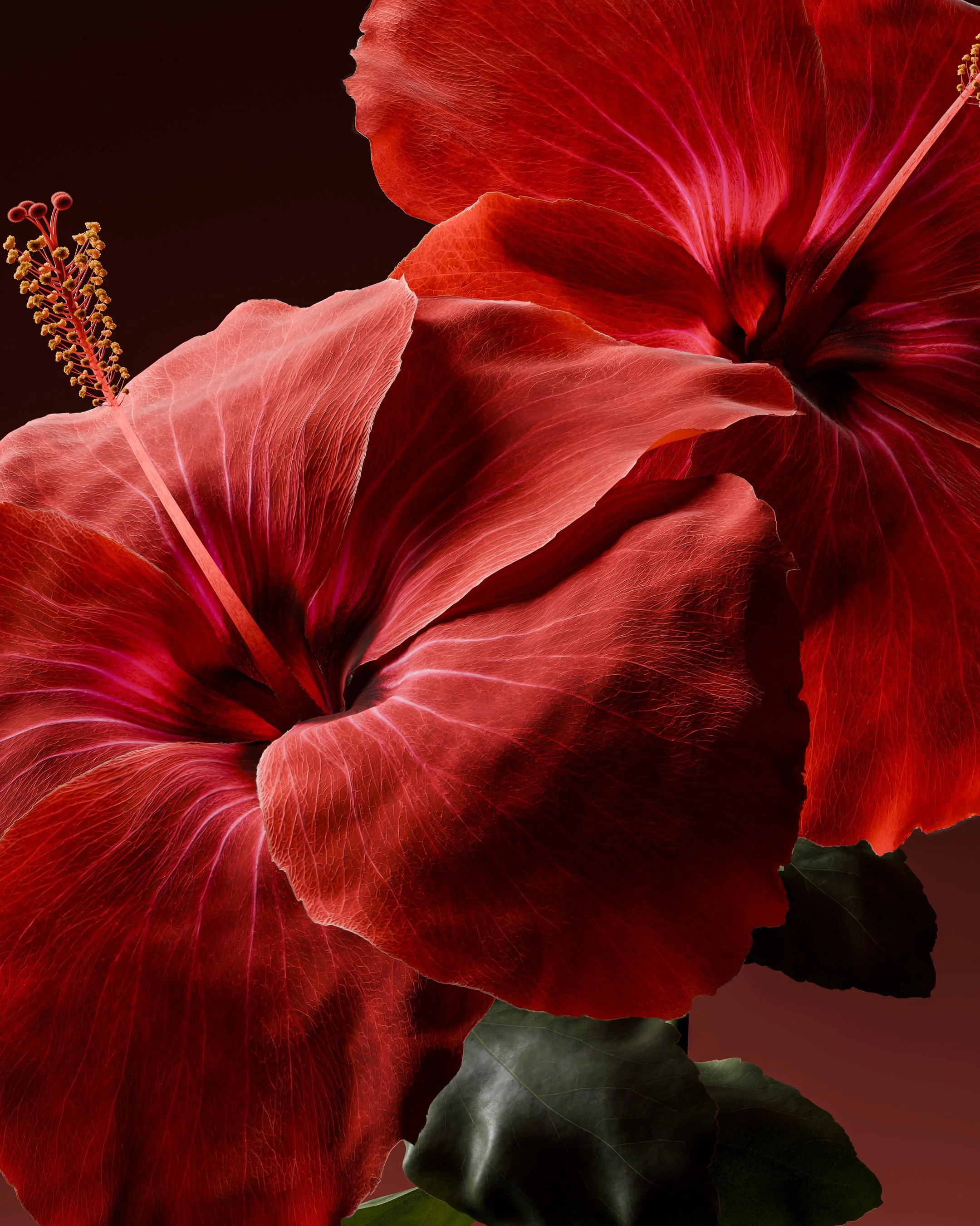 Hibiscus-4k-portfolio feature-7.jpg