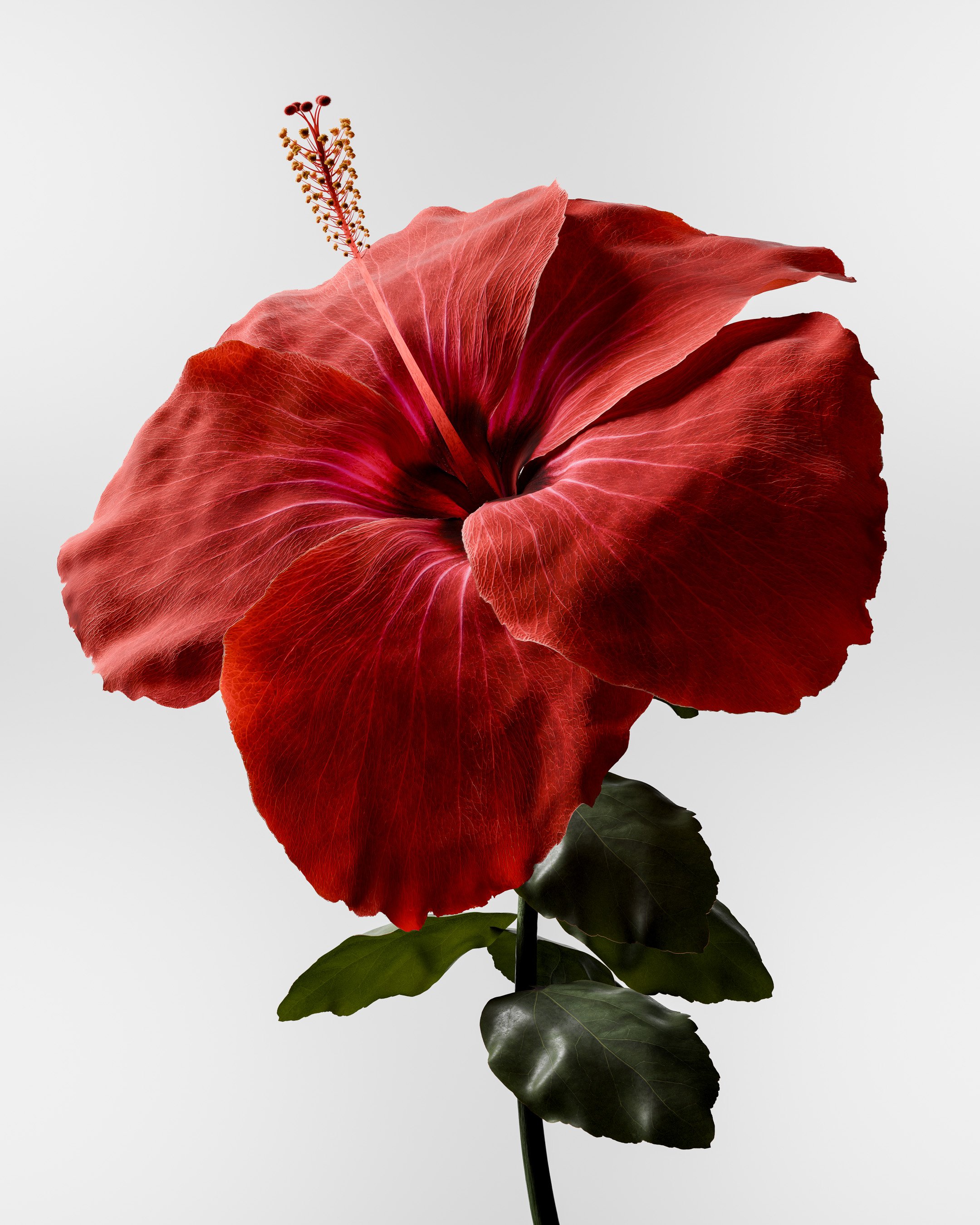 Hibiscus-4k-portfolio feature-5.jpg
