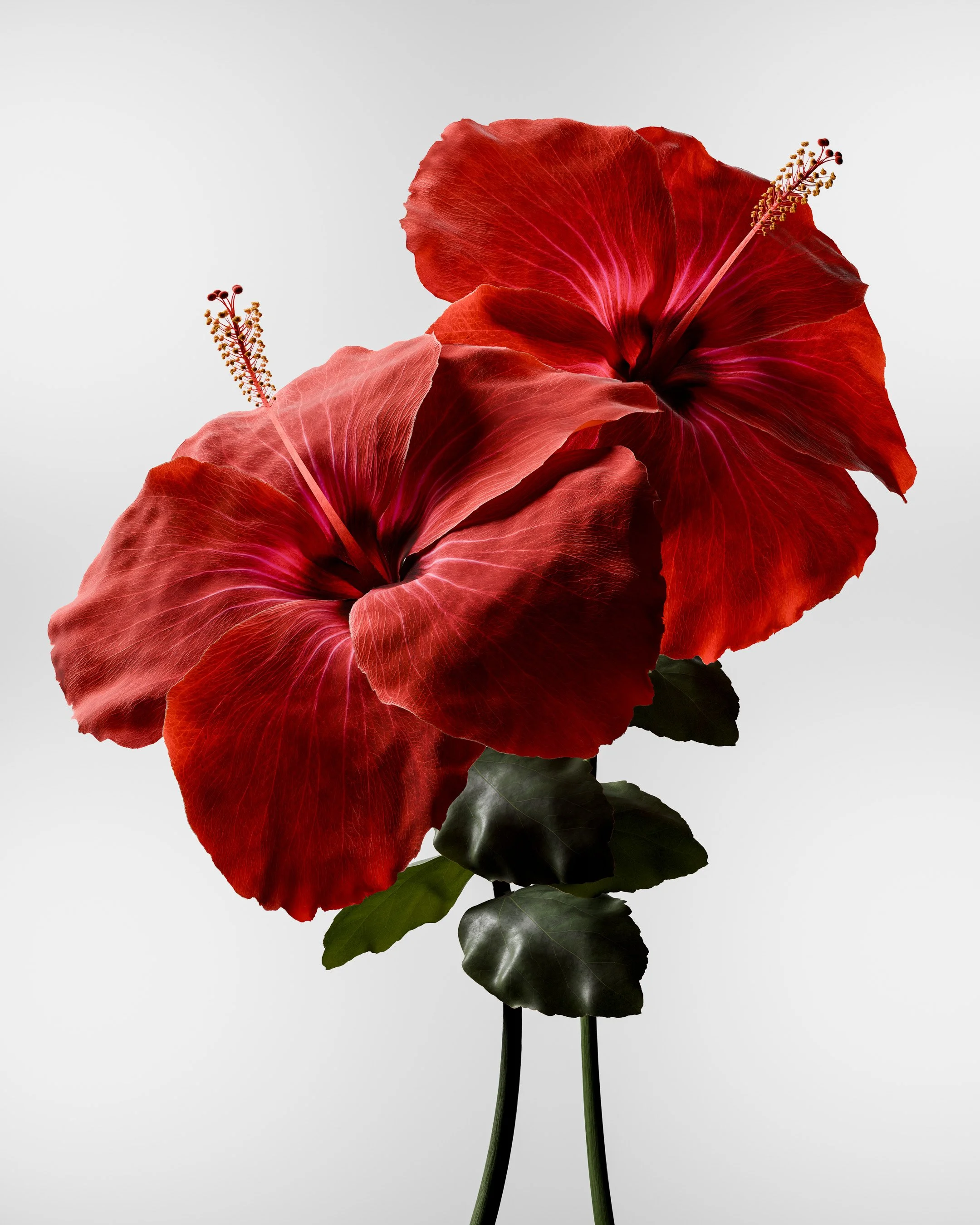Hibiscus-4k-portfolio feature-6.jpg